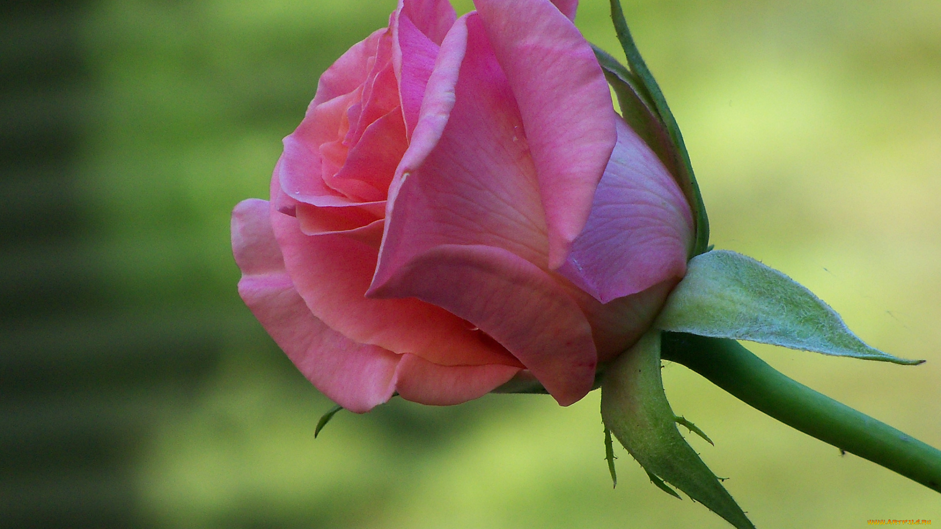 цветы, розы, бутон