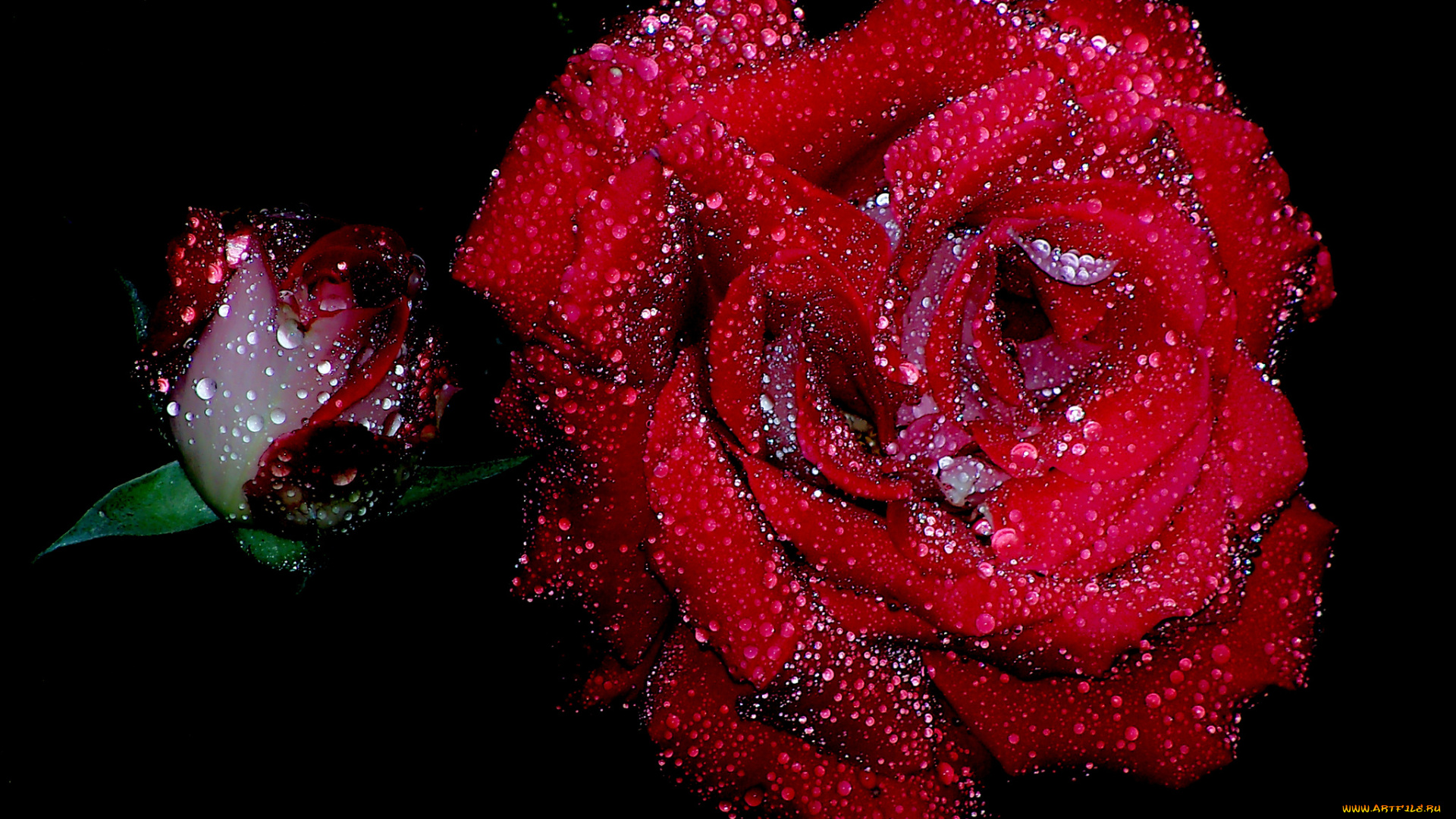 цветы, розы, капли, бутон