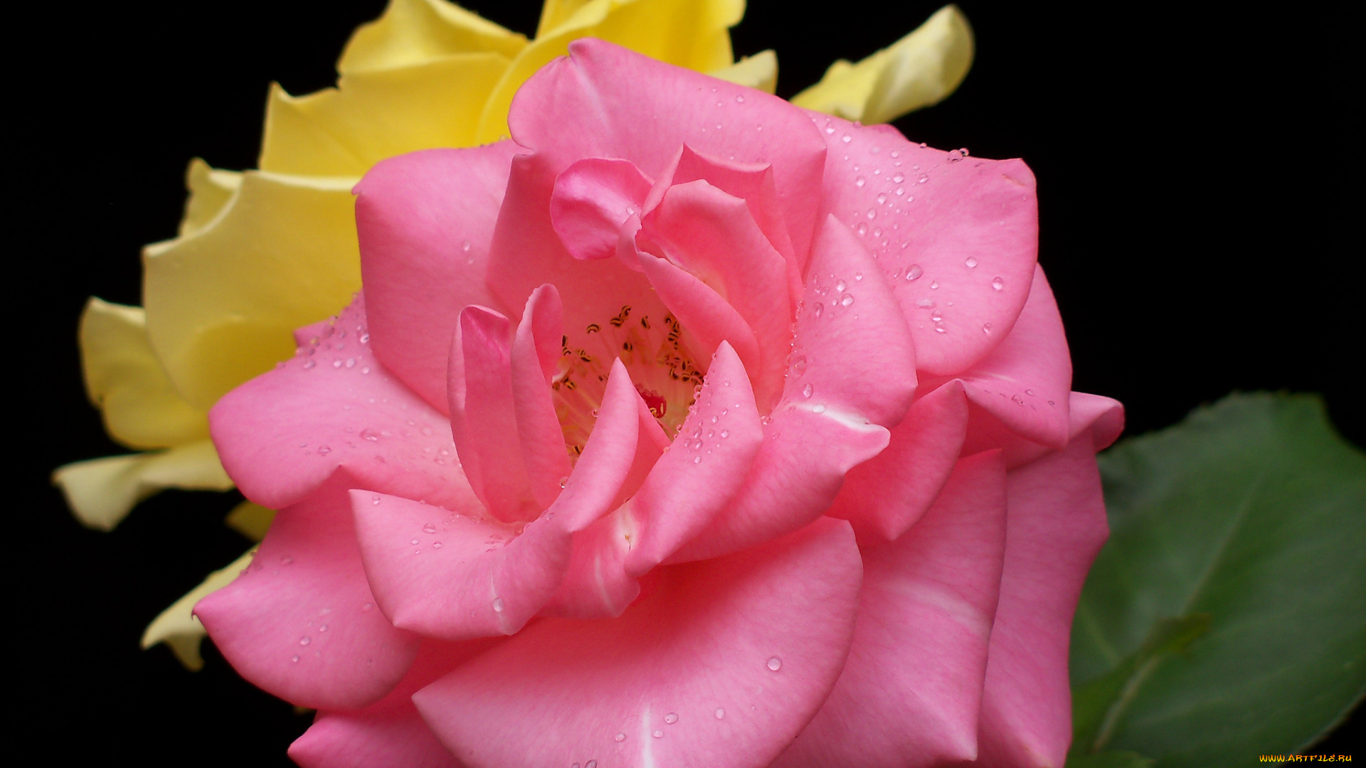 цветы, розы, лепестки, капли, нежность