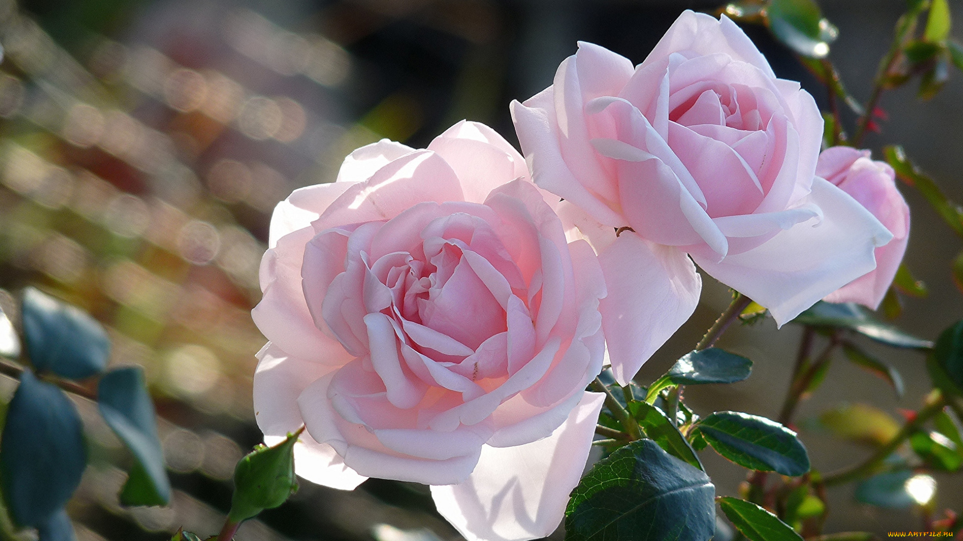 цветы, розы, розовый