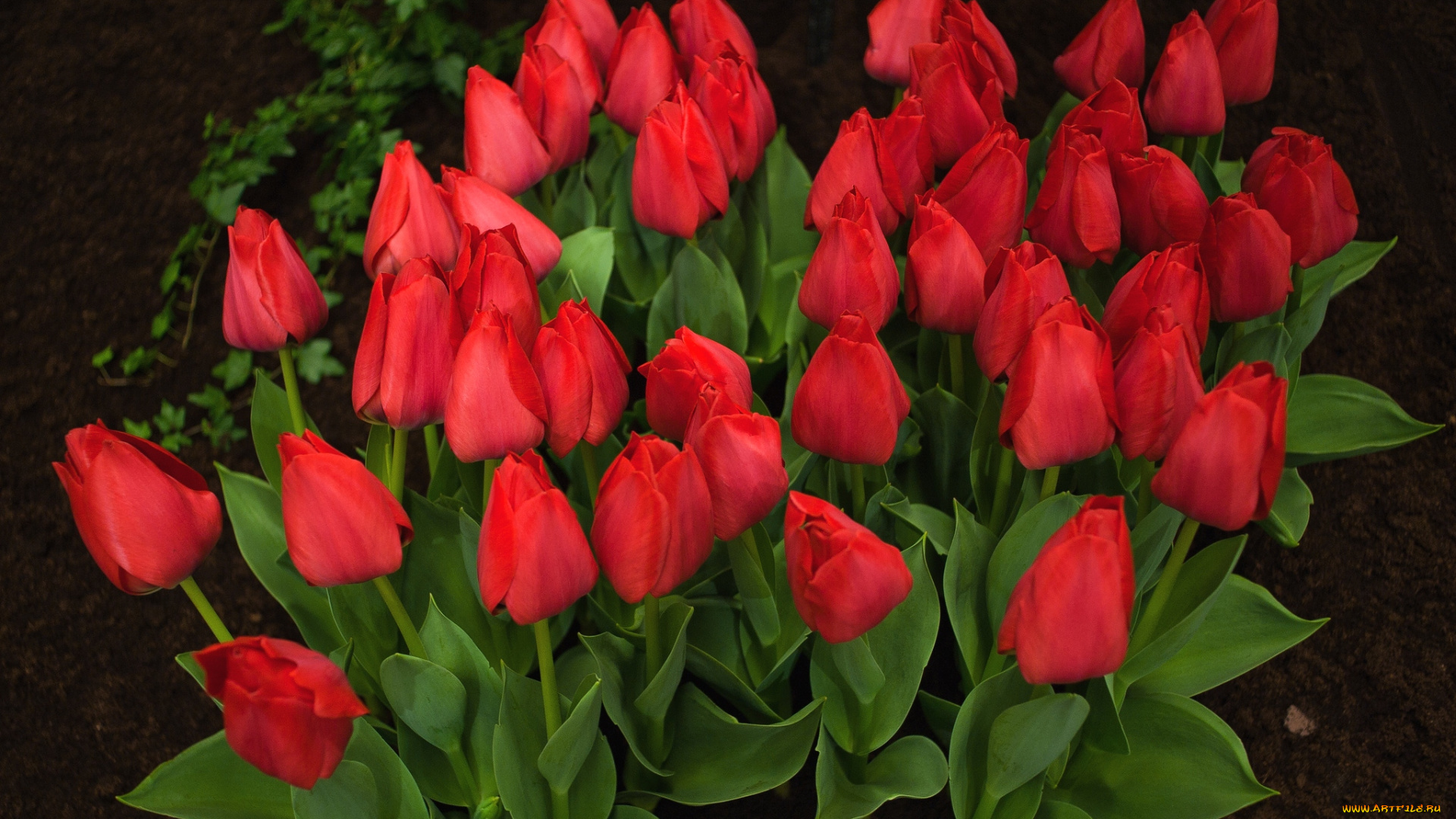 цветы, тюльпаны, много, красный