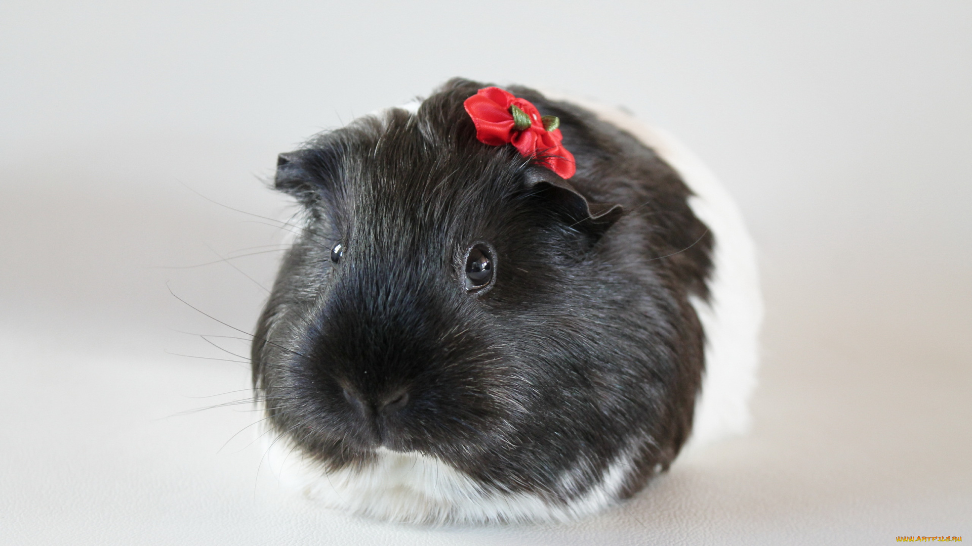 красотка, животные, морские, свинки, хомяки, зверек, глаза, цветок