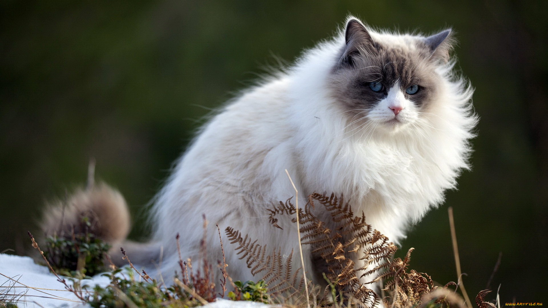 животные, коты, кошка