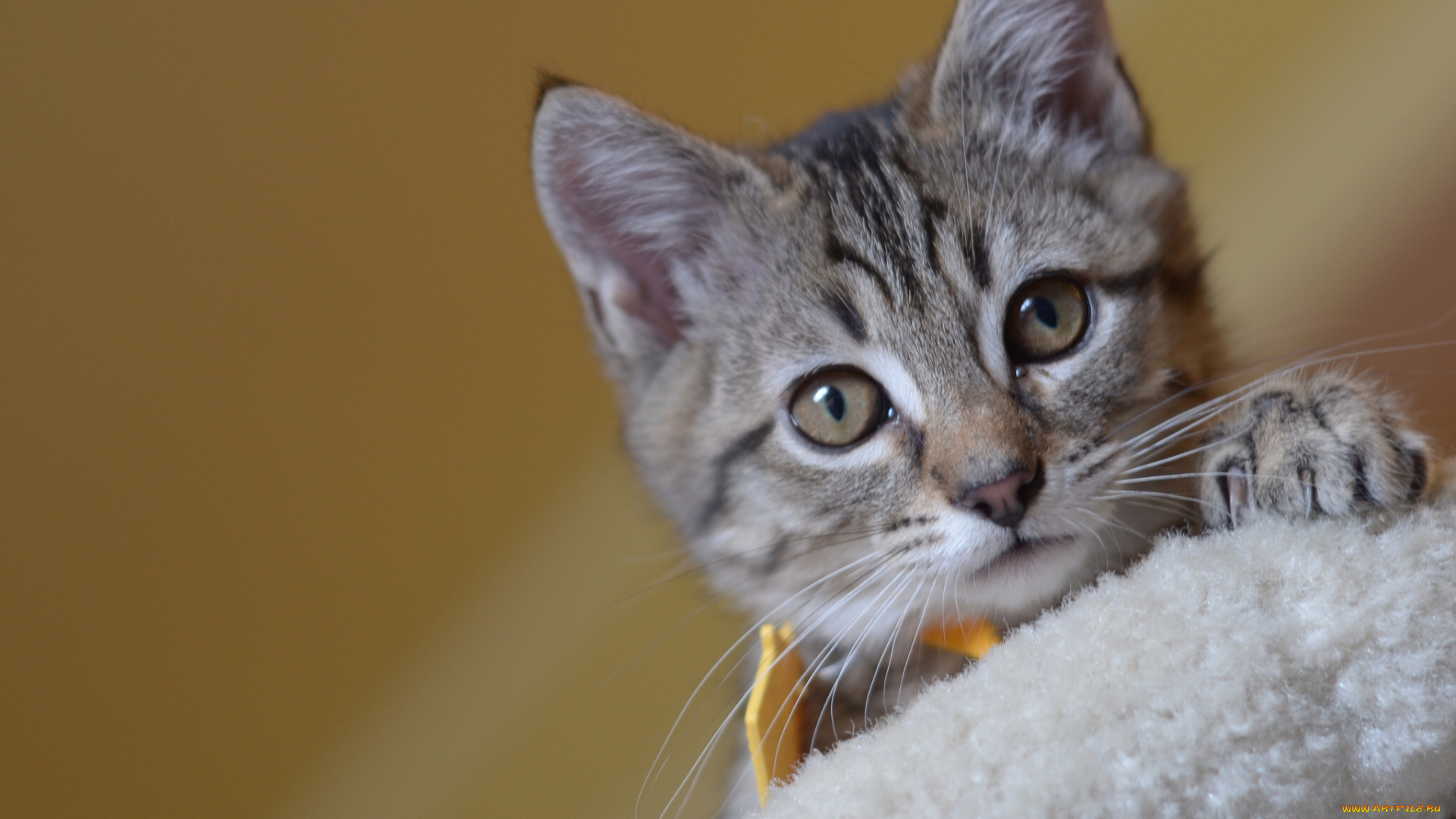 животные, коты, котёнок