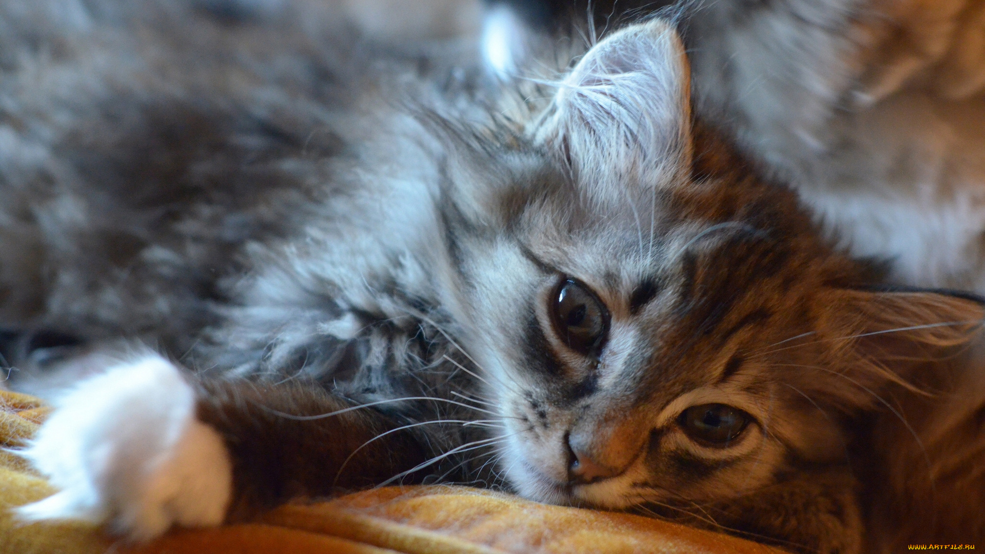 животные, коты, мордочка