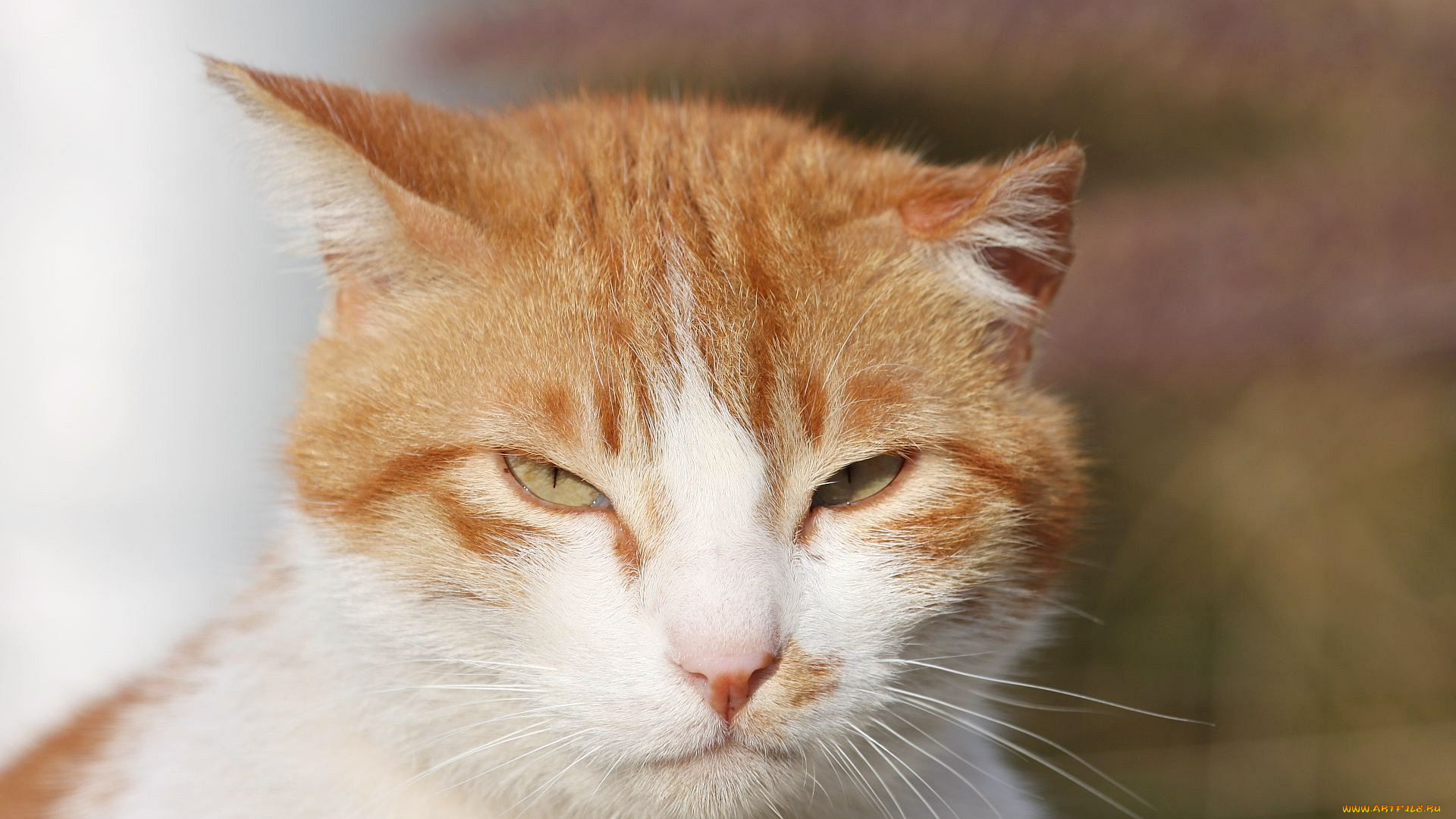 животные, коты, рыжий, мордочка, кот, уши