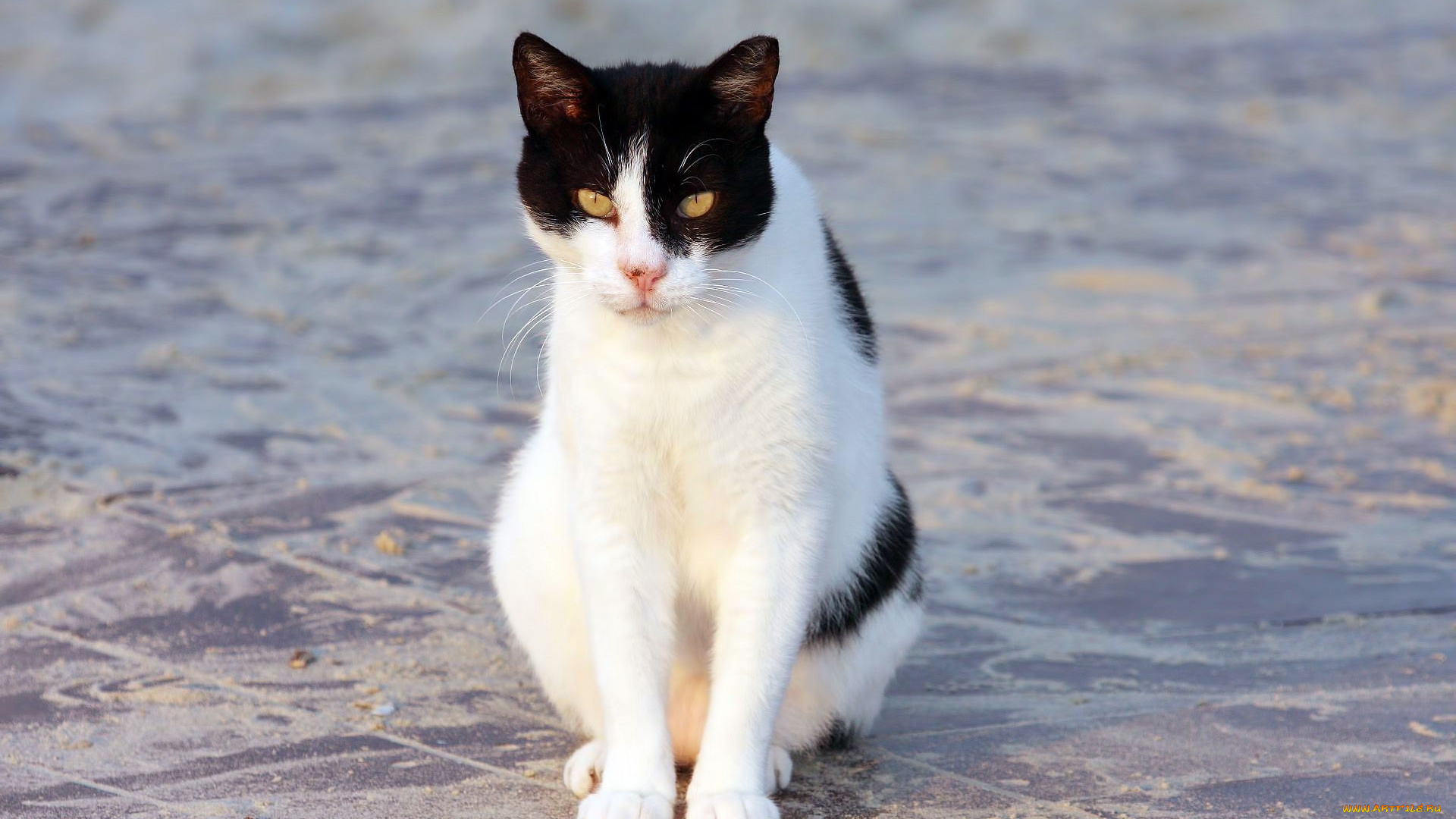 животные, коты, взгляд, кошка