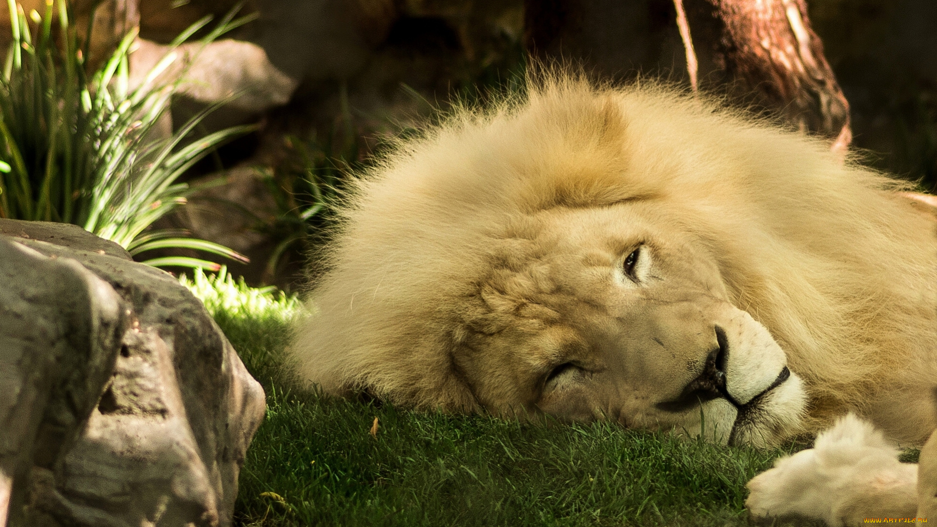 животные, львы, царь, зверей, грива