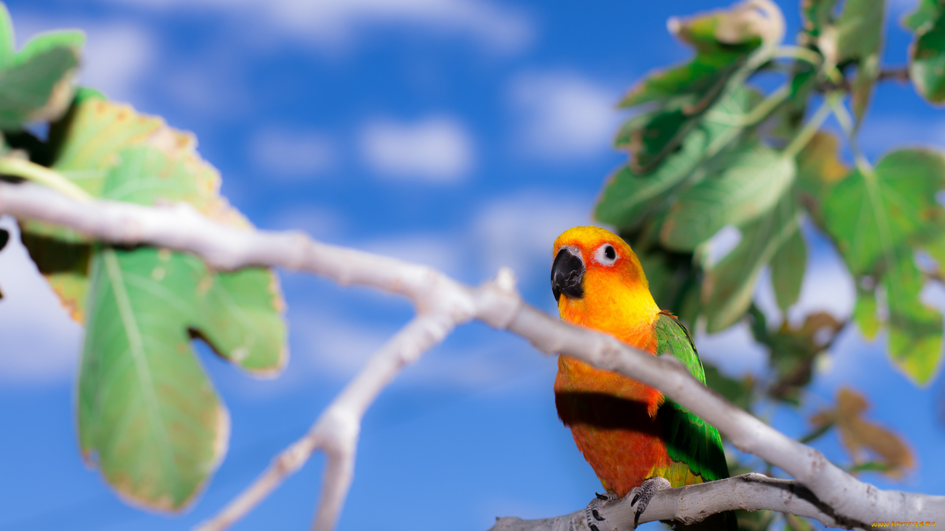 животные, попугаи, ветка, ендайя