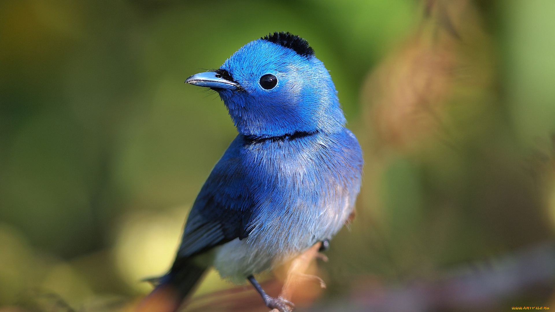 животные, птицы, шапочка, синий