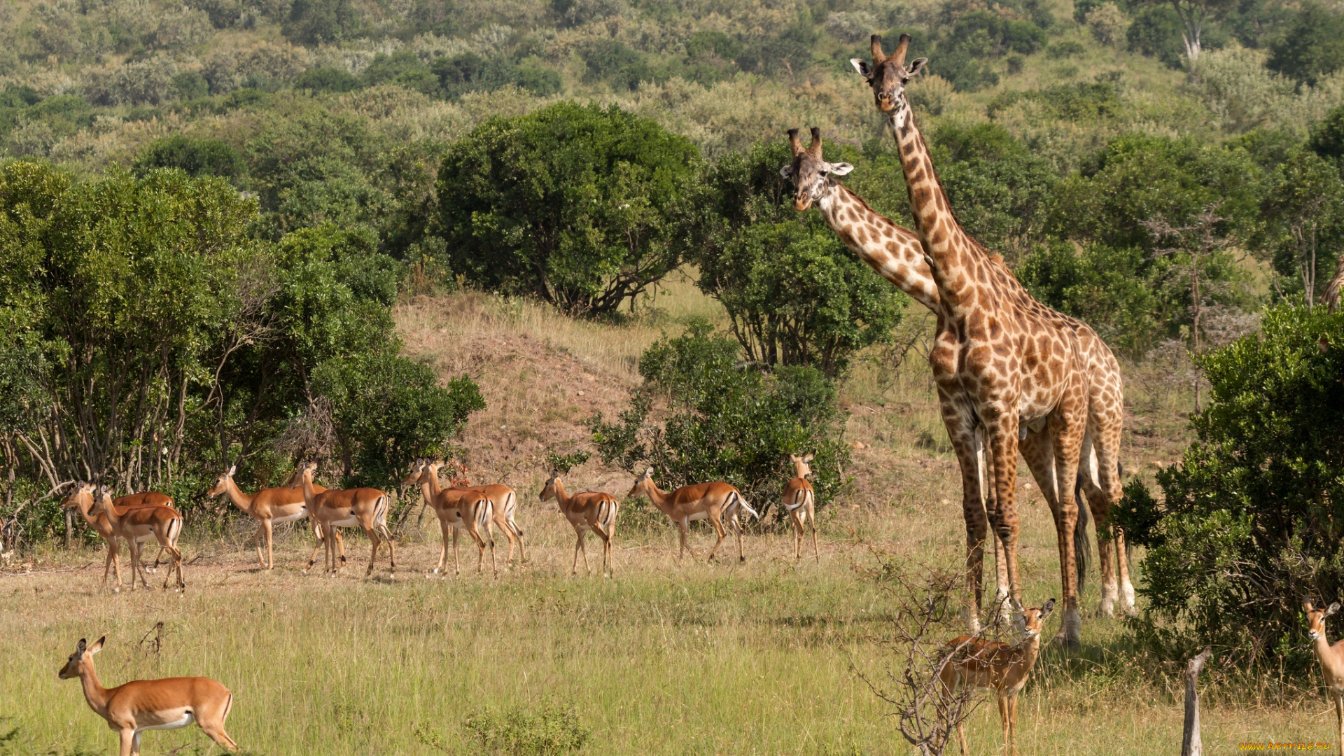 животные, разные, вместе, жирафы, антилопы