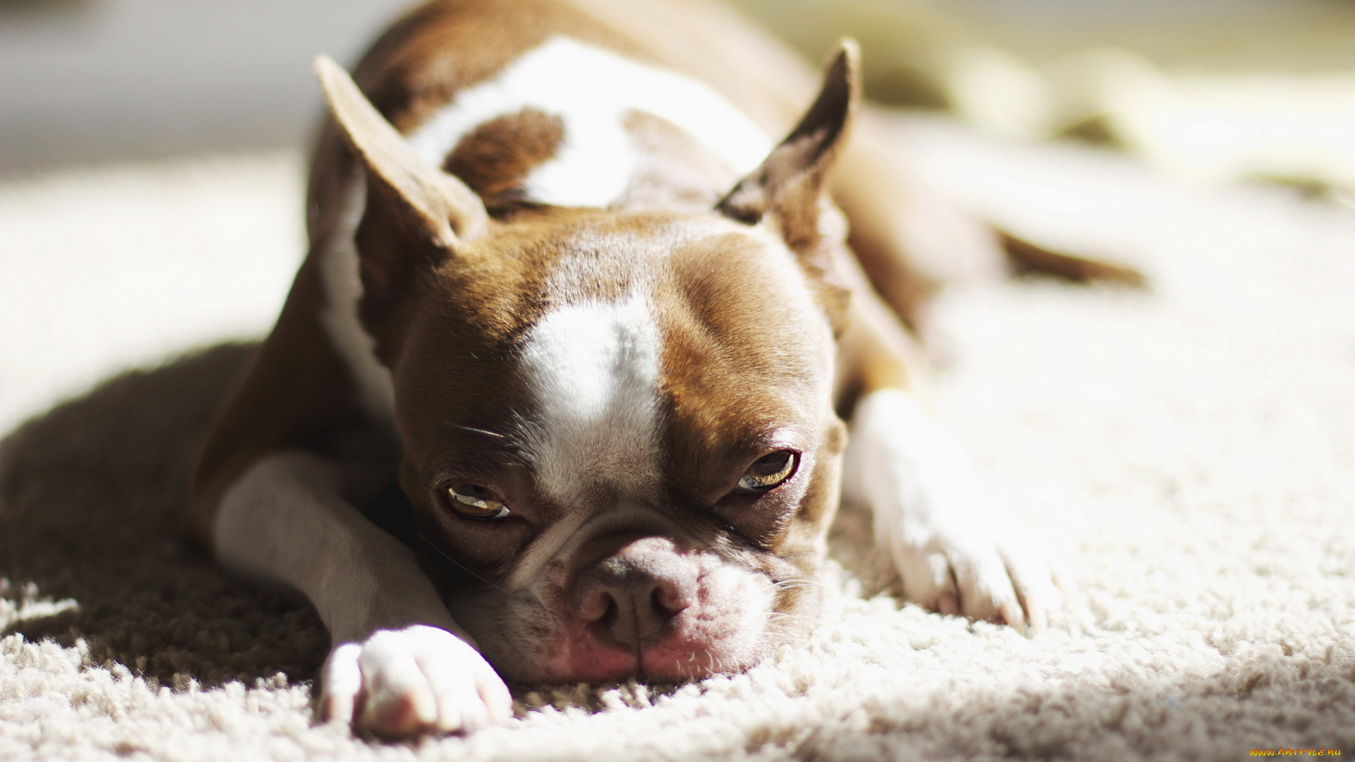 животные, собаки, бульдог