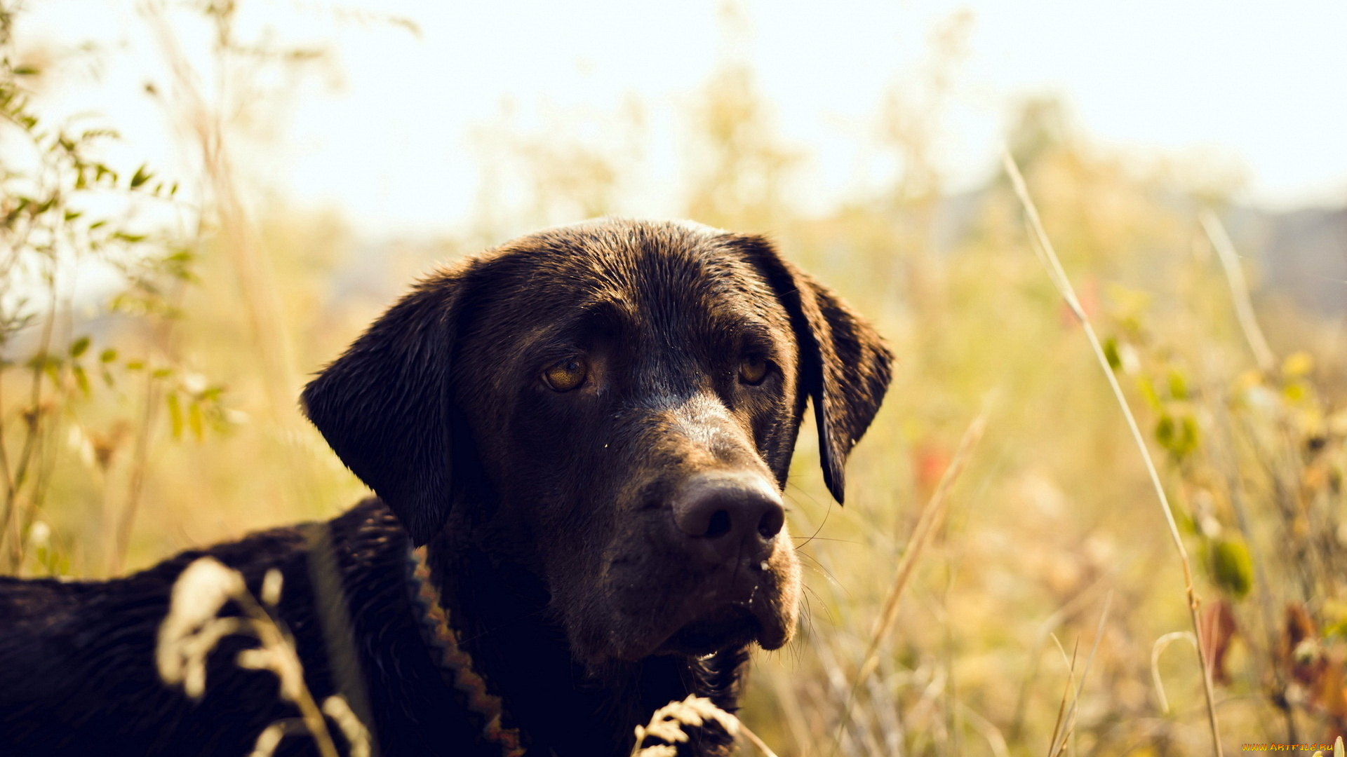 животные, собаки, собака, охотничья, грустная, поле, трава