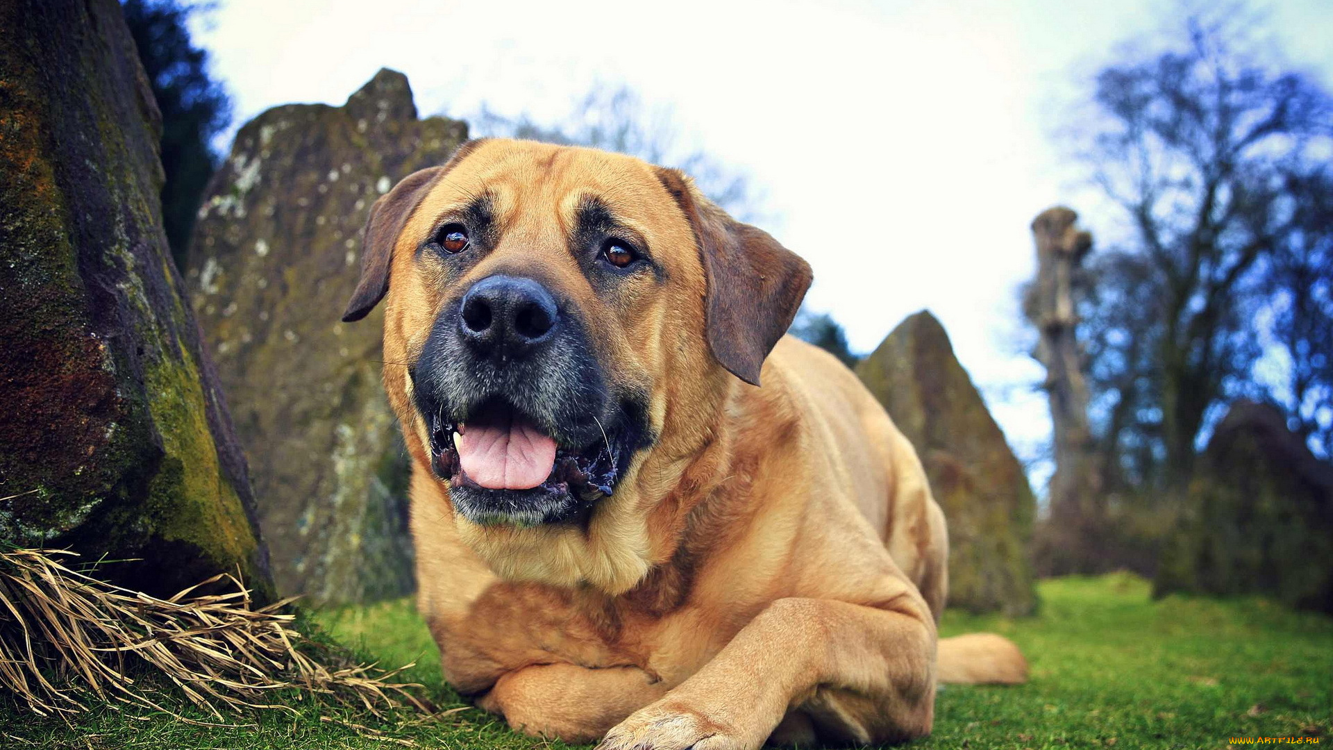 животные, собаки, собака, взгляд