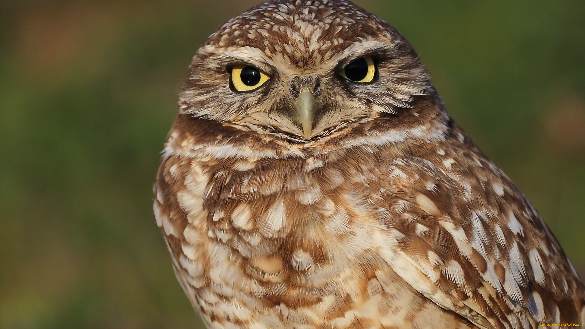 животные, совы, фон, сова