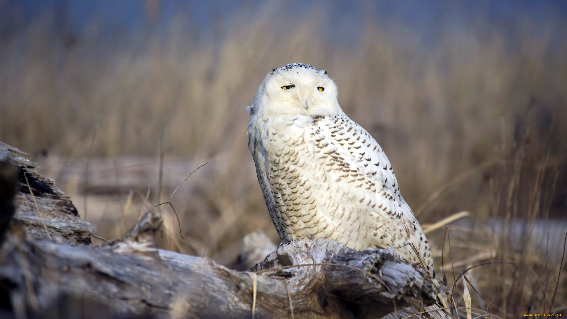 животные, совы, природа, сова