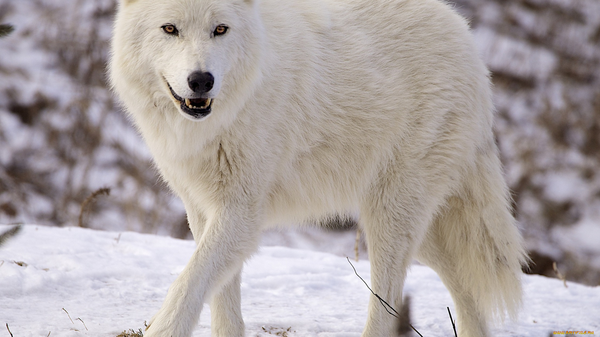 животные, волки, снег, белый, красавец