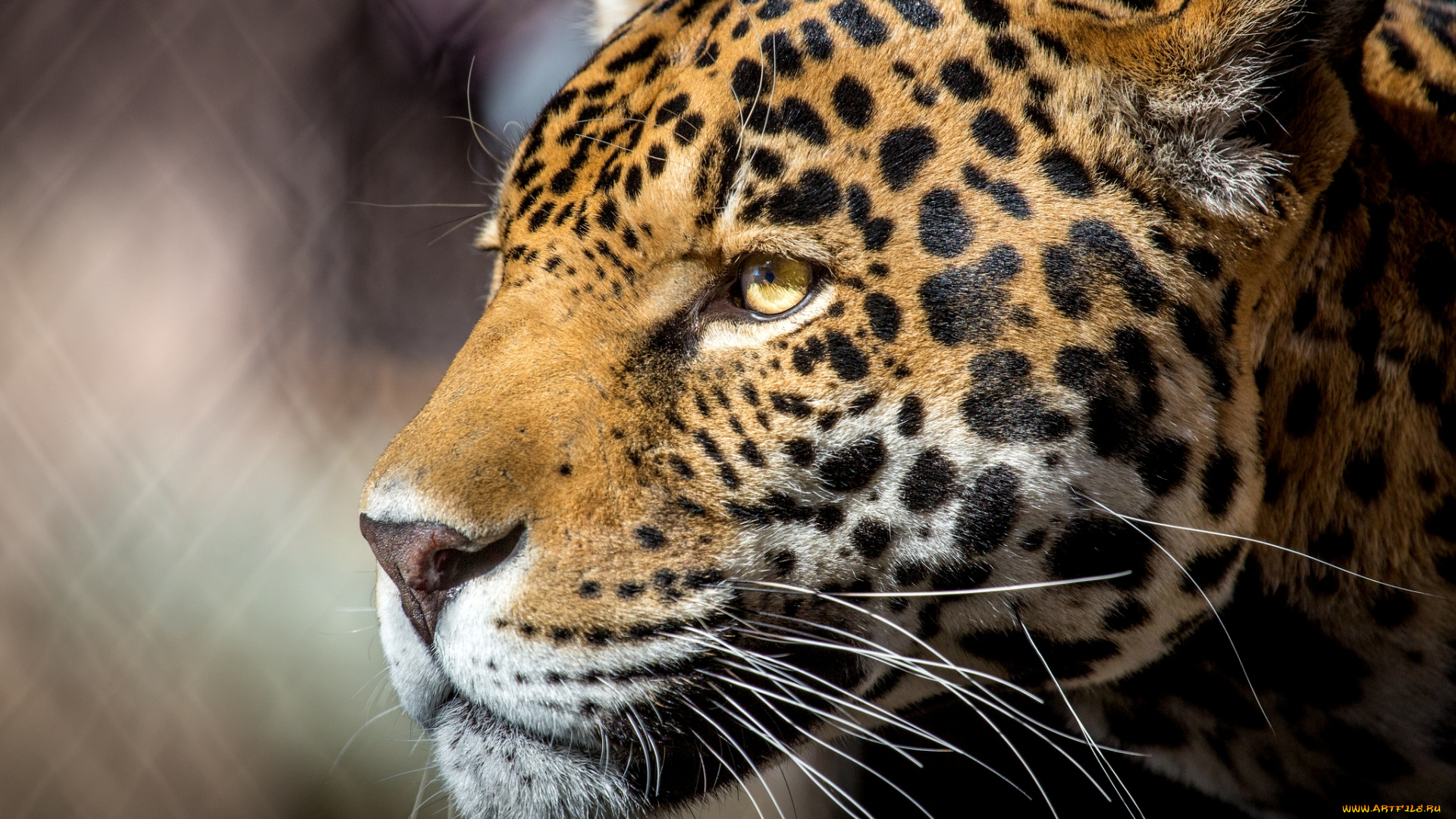 животные, Ягуары, пятна, морда