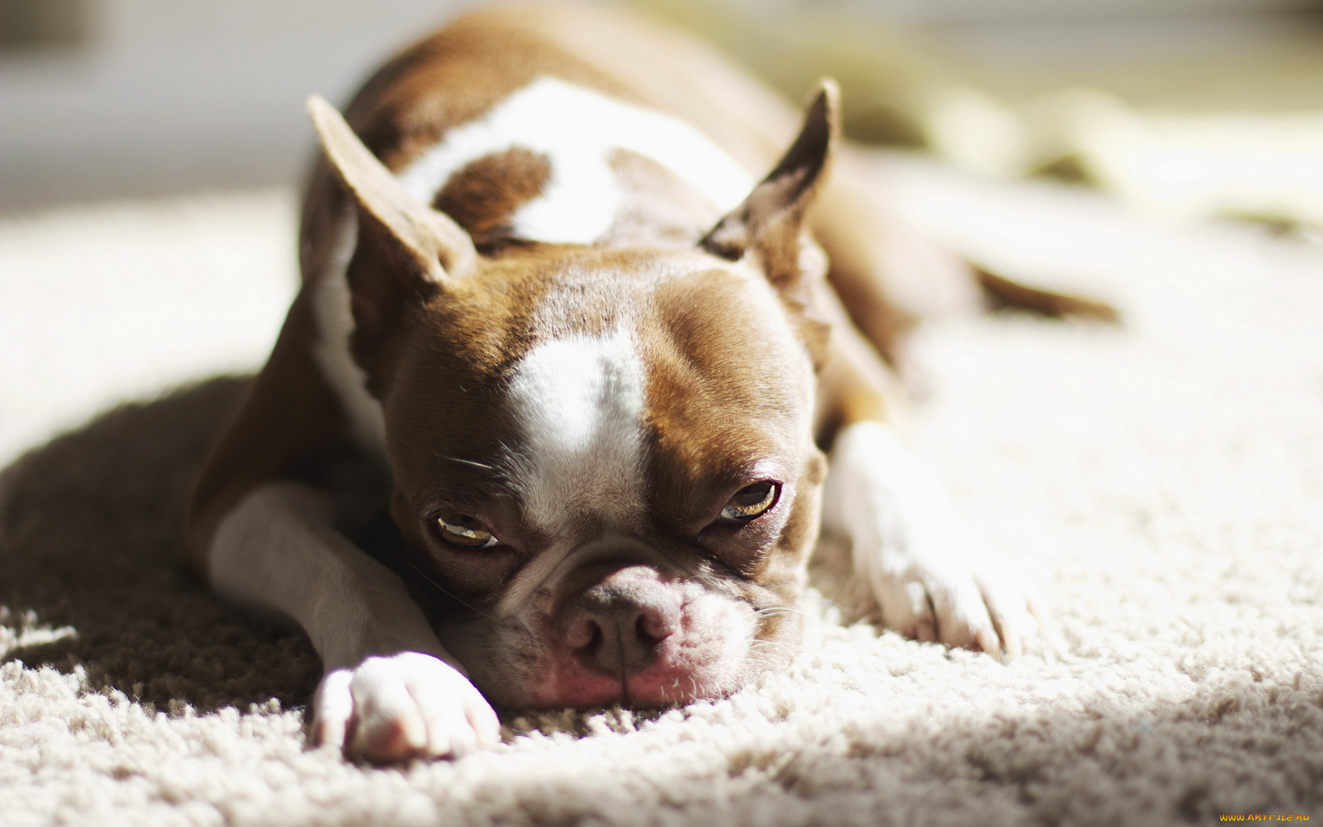 животные, собаки, бульдог