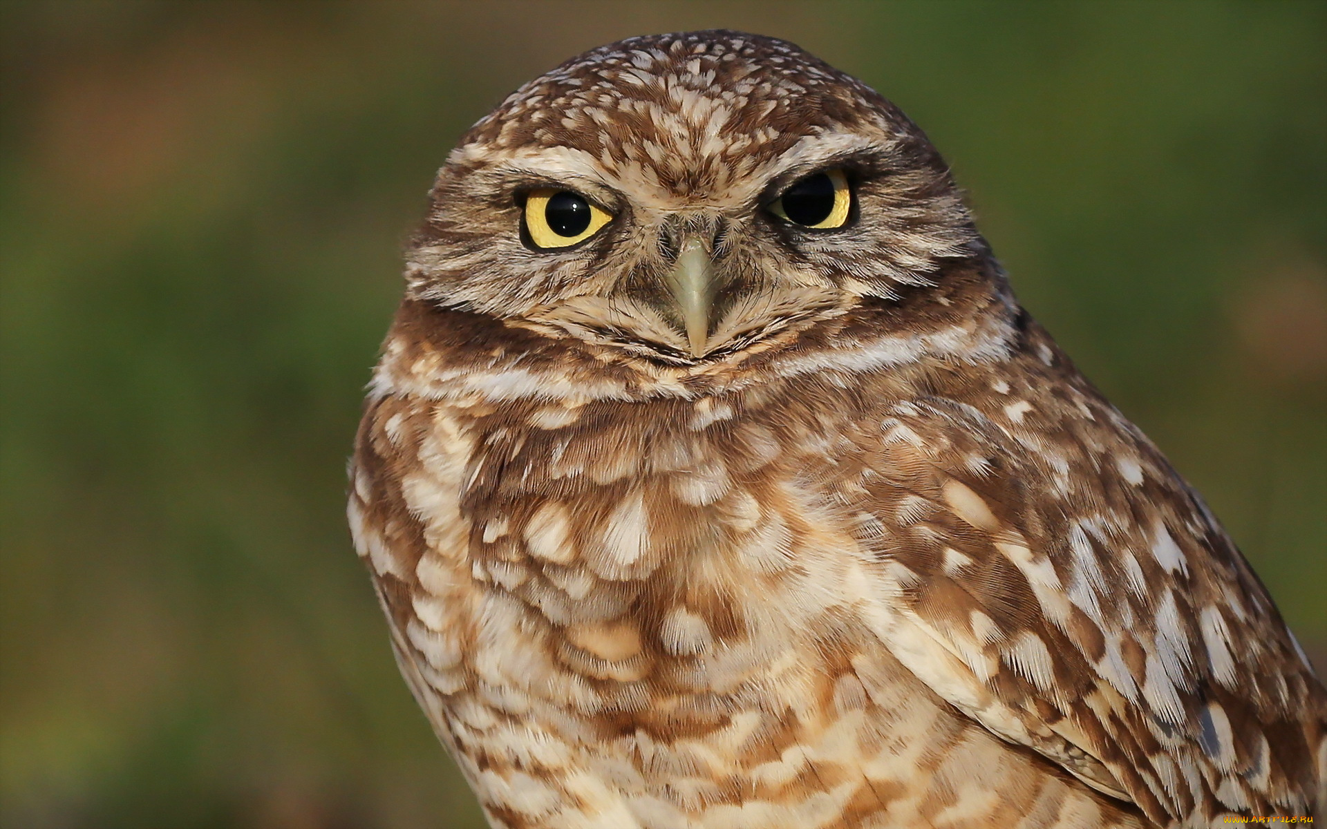 животные, совы, фон, сова