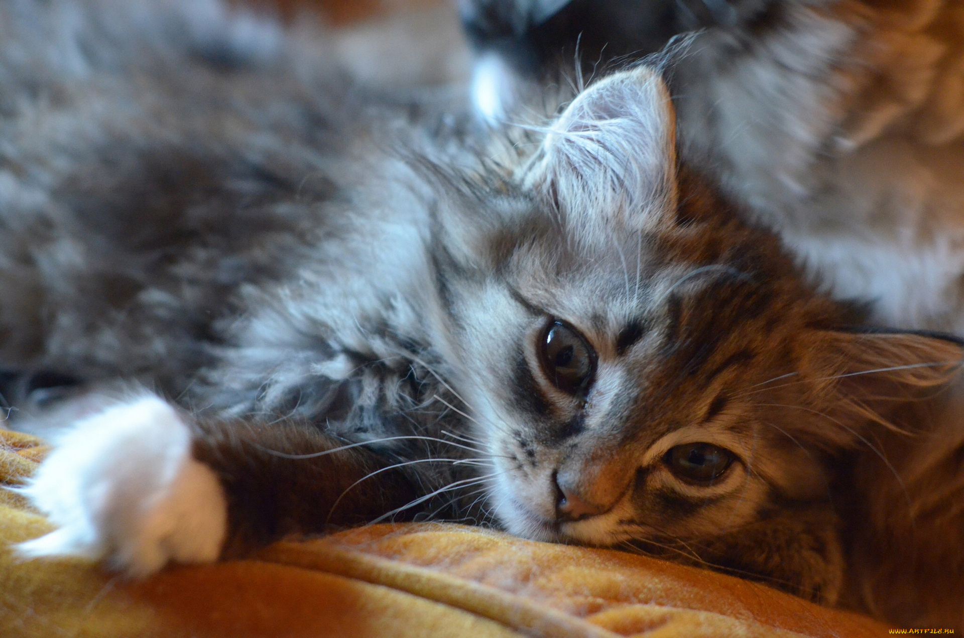 животные, коты, мордочка