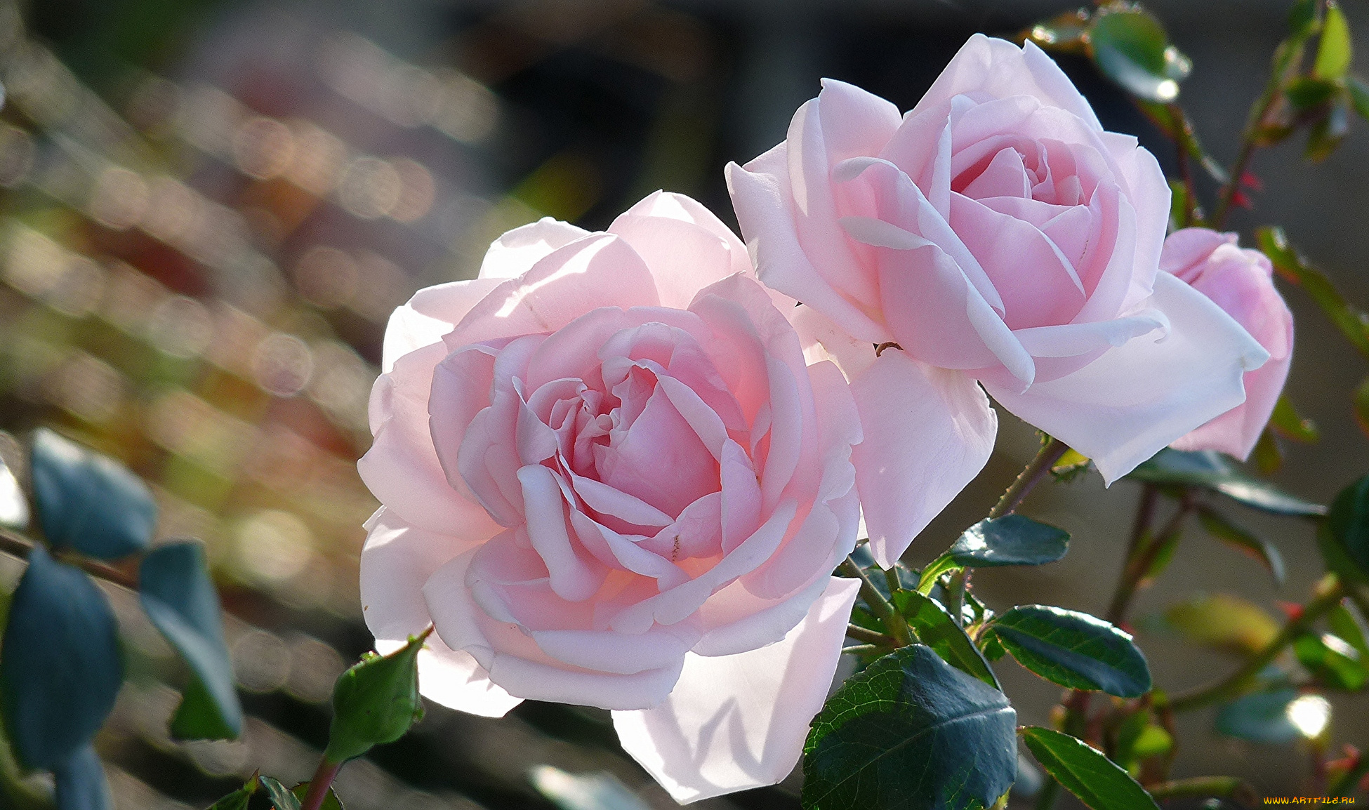 цветы, розы, розовый