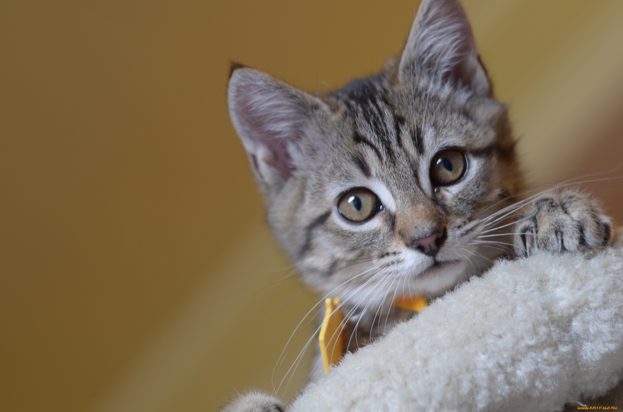 животные, коты, котёнок