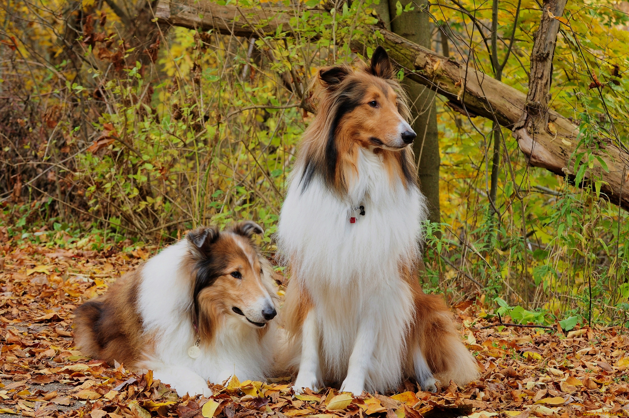 животные, собаки, осень, колли