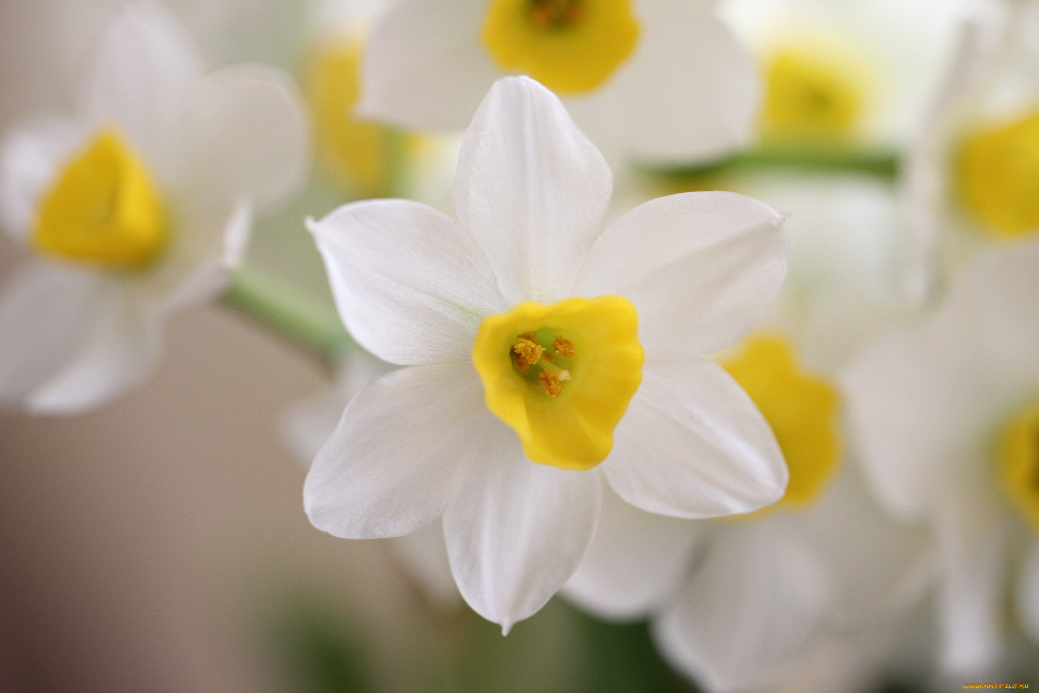цветы, нарциссы, невесомость, белый