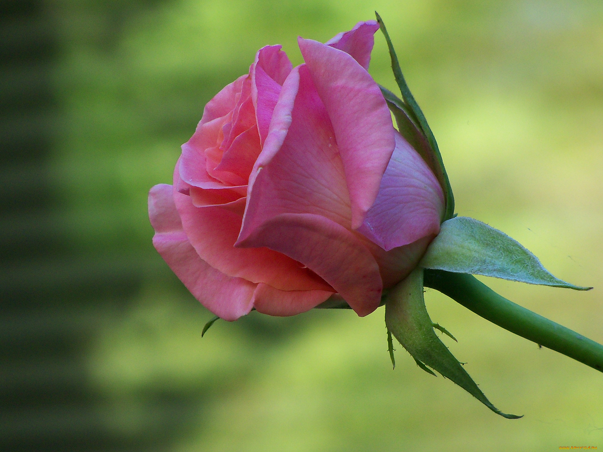 цветы, розы, бутон