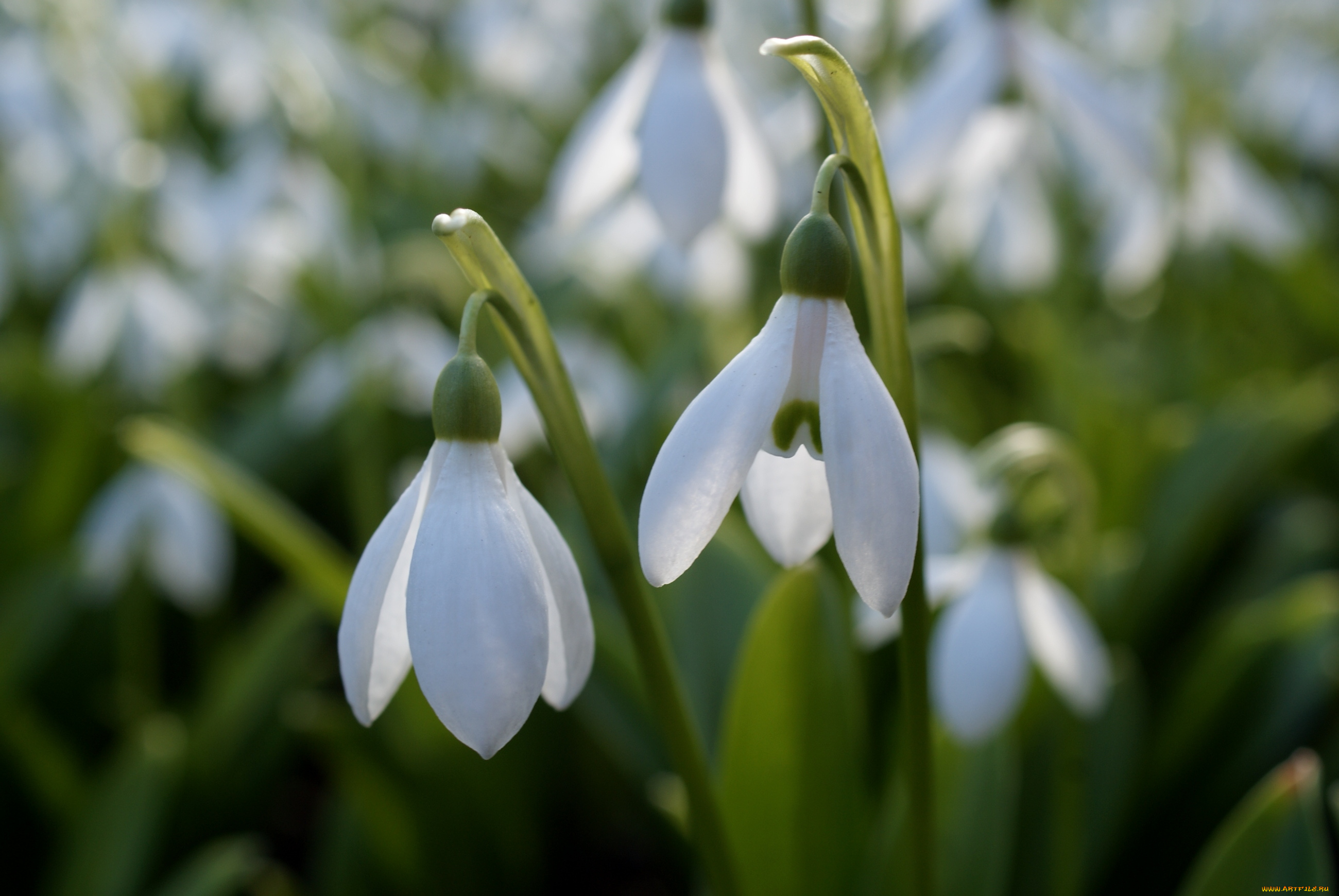 цветы, подснежники, белоцветник, весна, белый