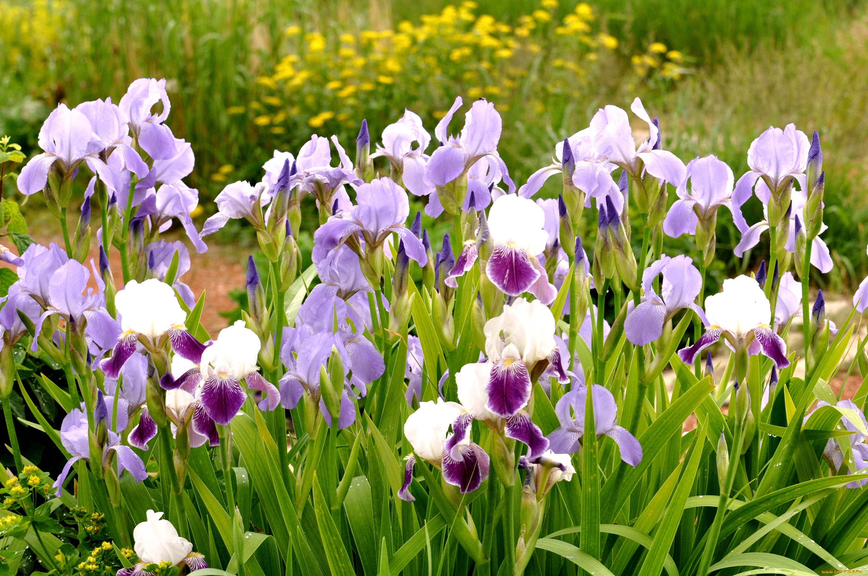 цветы, ирисы, стебли, много