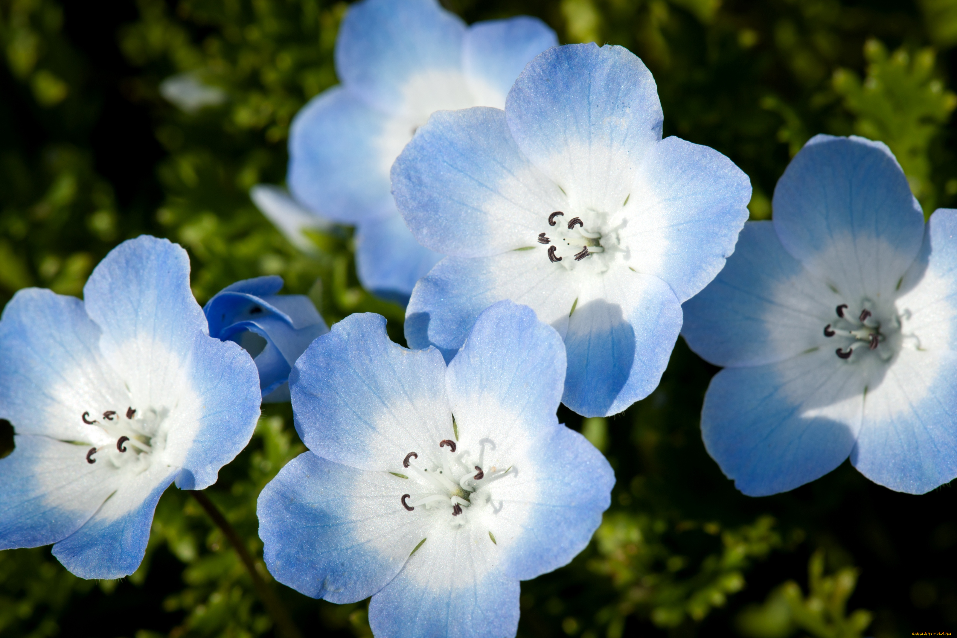 цветы, немофилы, вероники, нежность, голубой