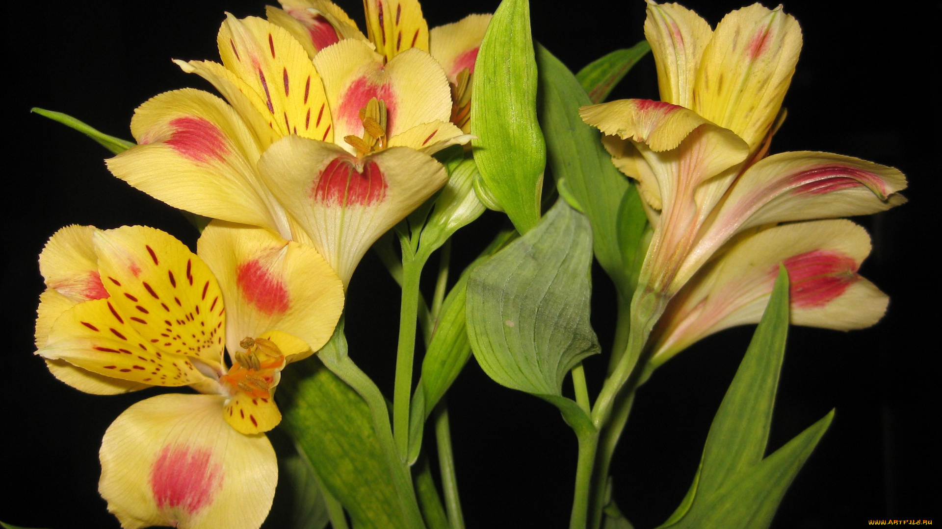 цветы, альстромерия, ветка