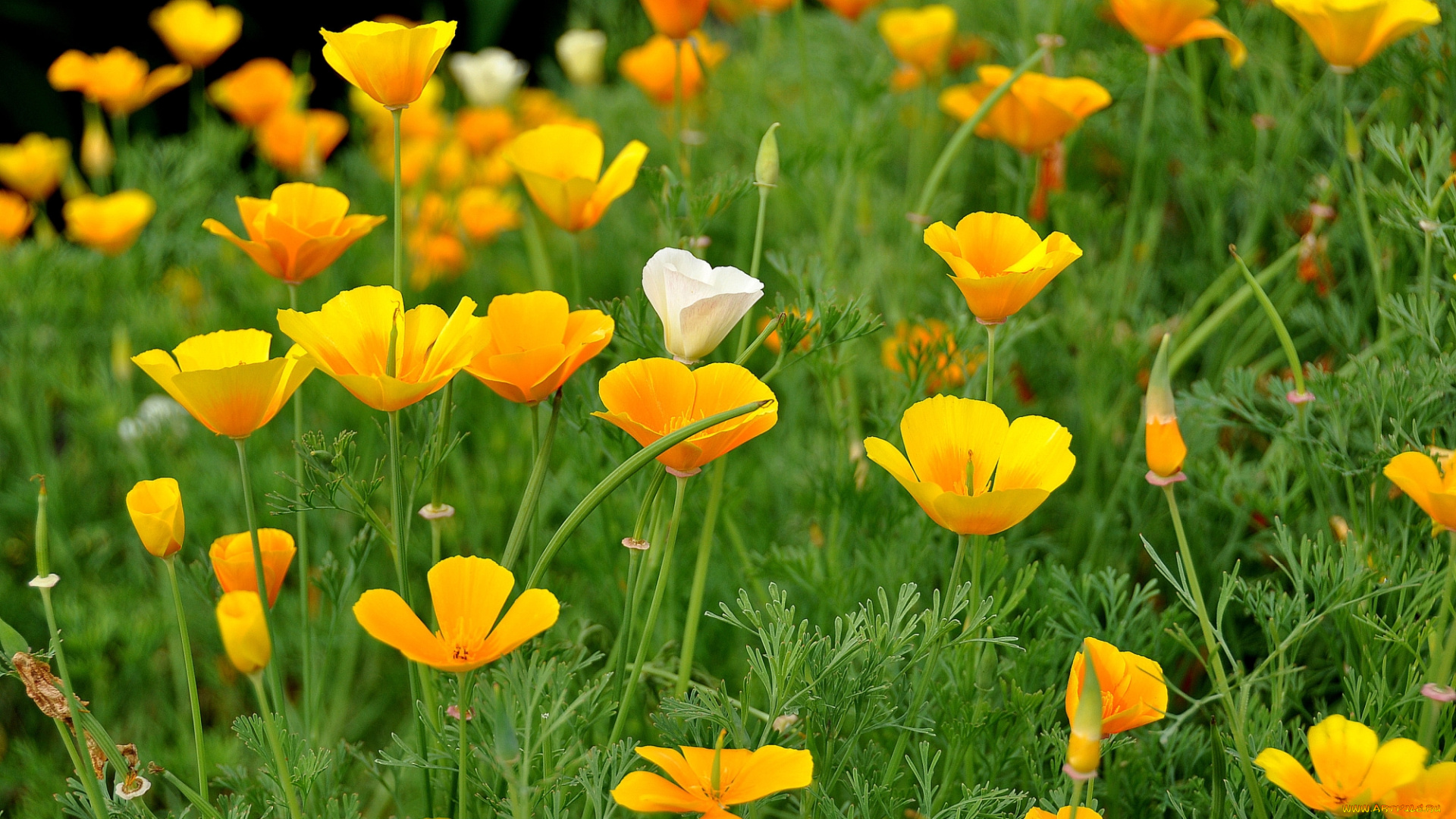 цветы, эшшольция, желтые