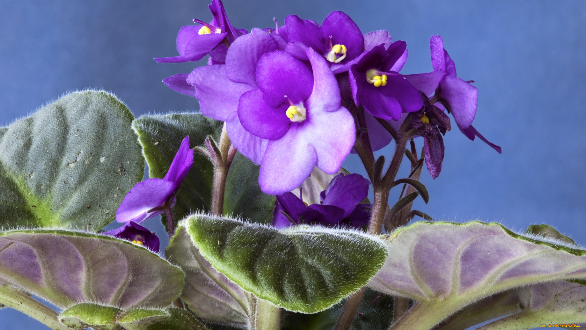 цветы, фиалки, фиолетовая, фиалка