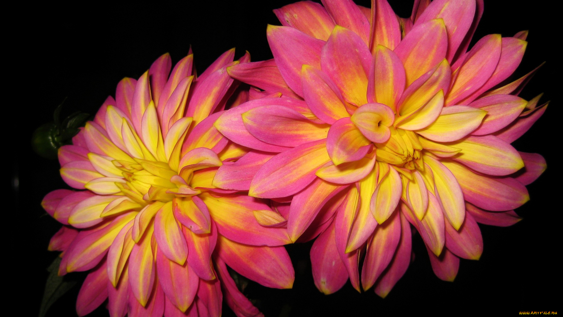 цветы, георгины, розовые