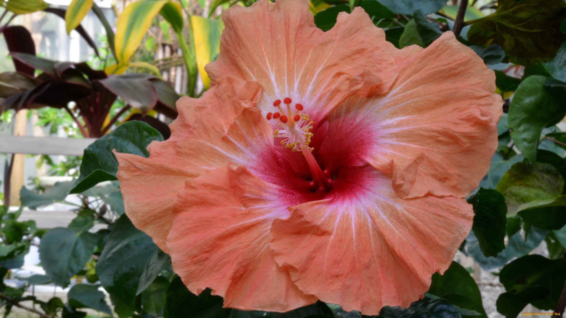 цветы, гибискусы, розовый, гибискус