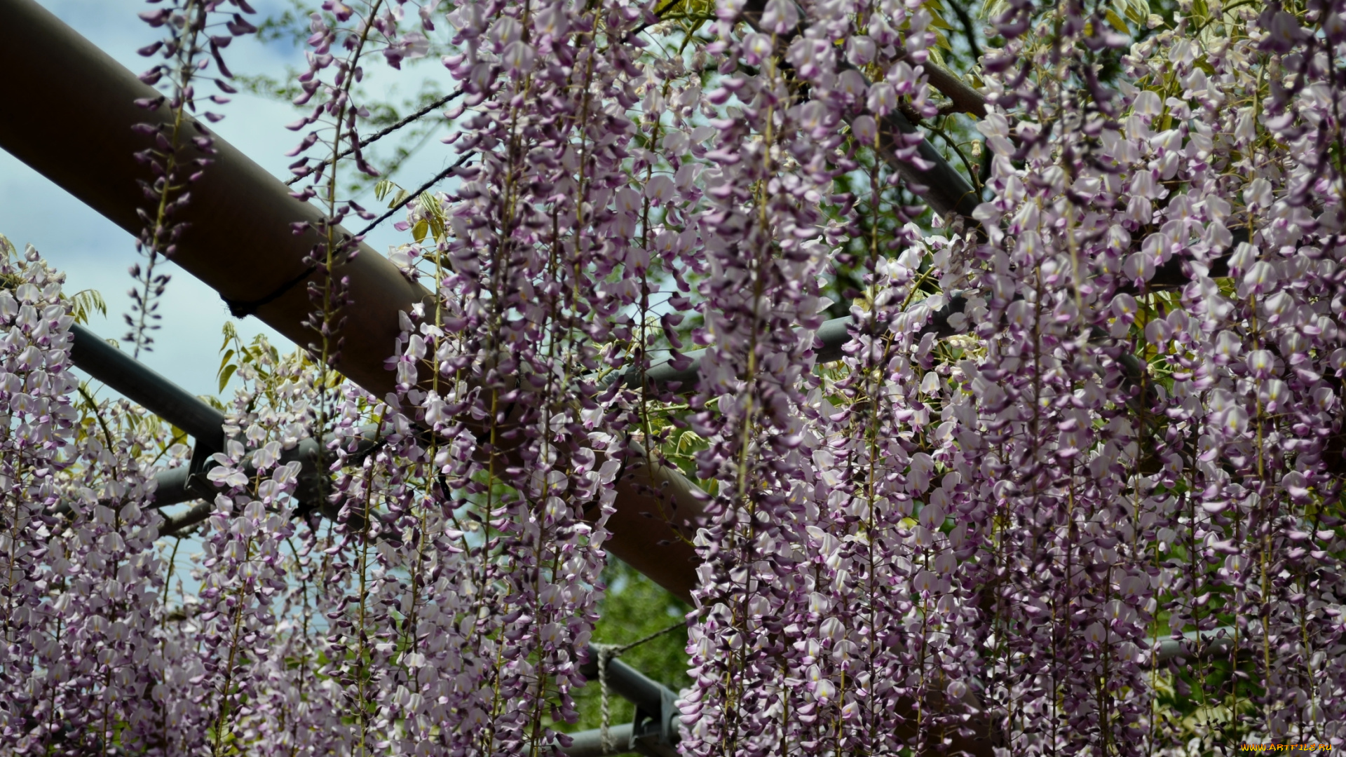 цветы, глициния, фуджи, кустарник