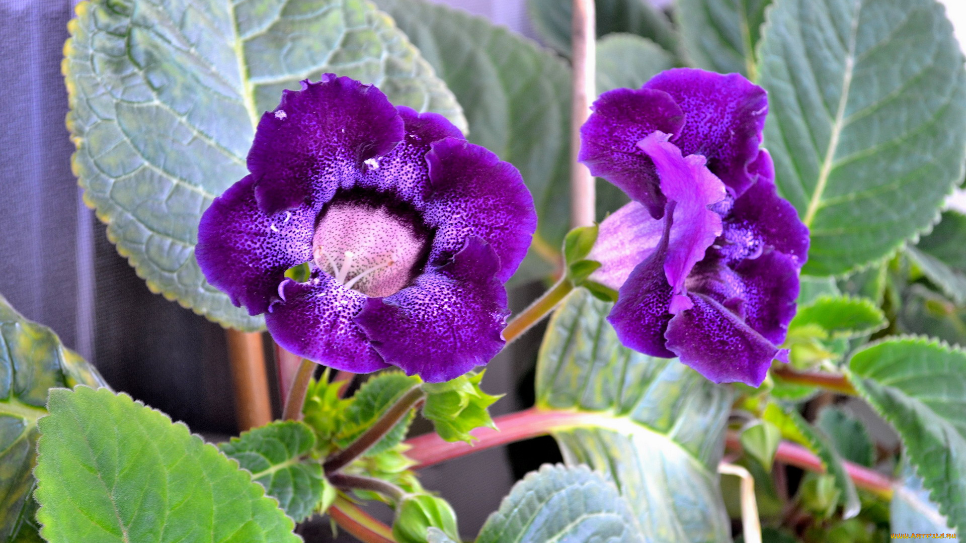 цветы, глоксиния, , синнингия, сиреневый