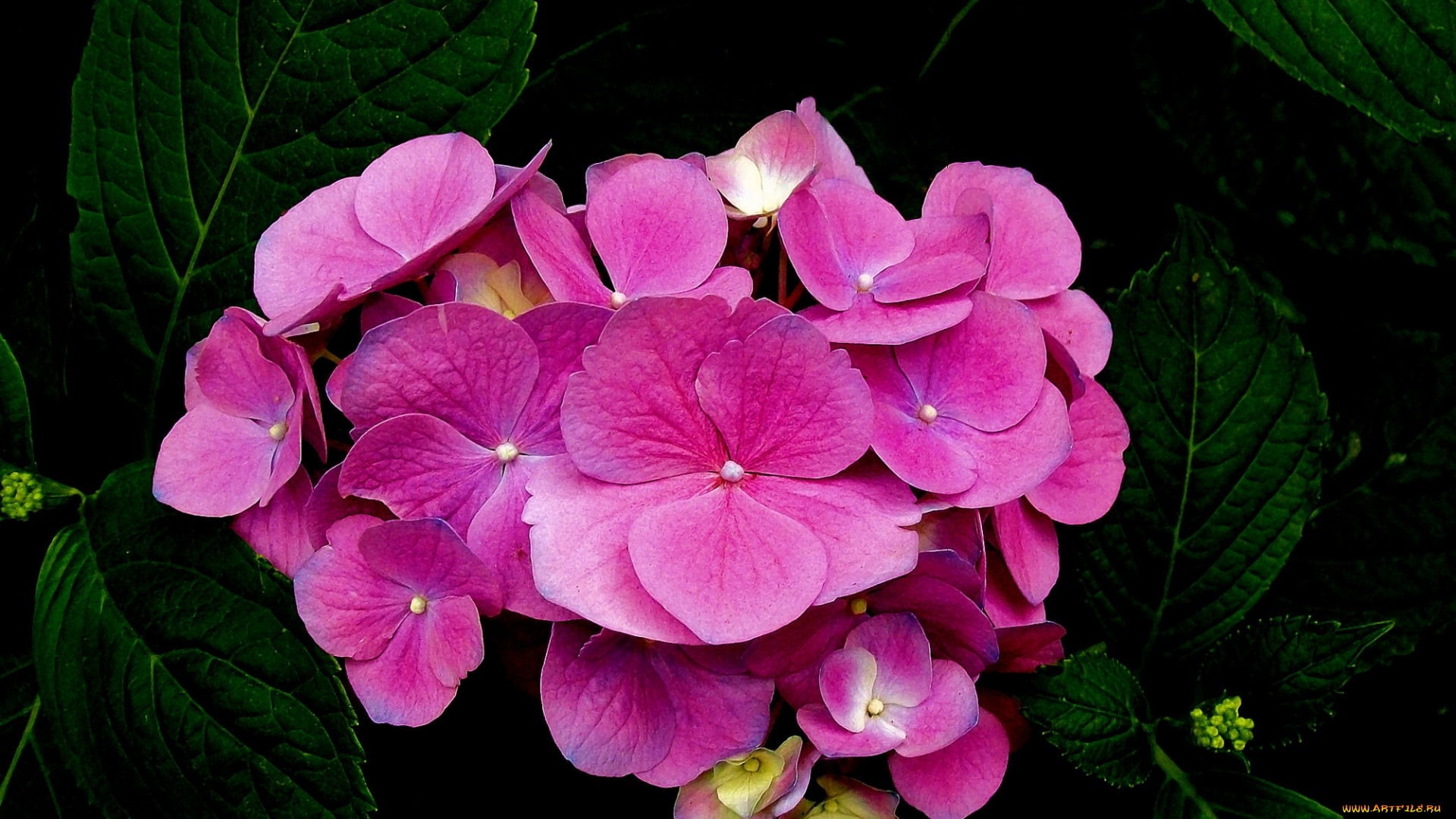 цветы, гортензия, розовая