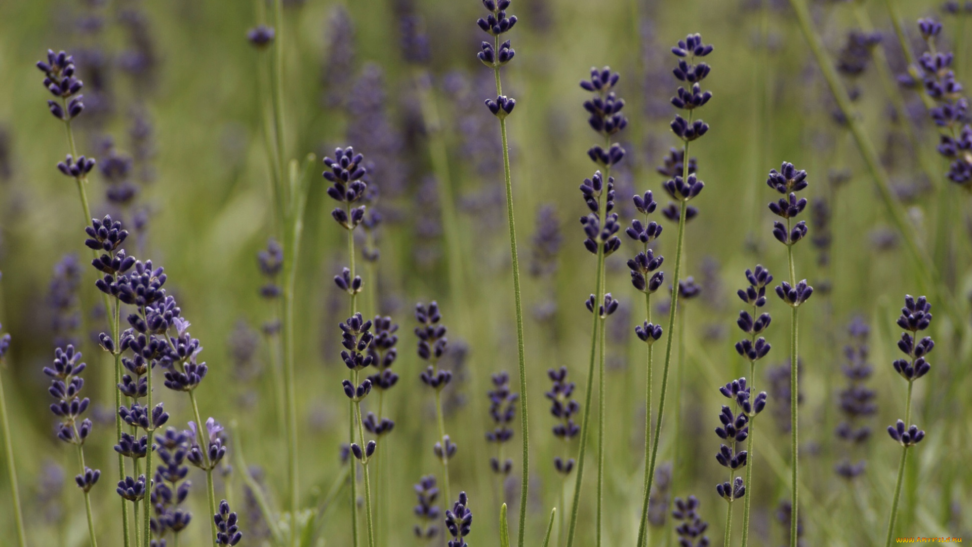 цветы, лаванда, луг, мелкие, фиолетовые, трава