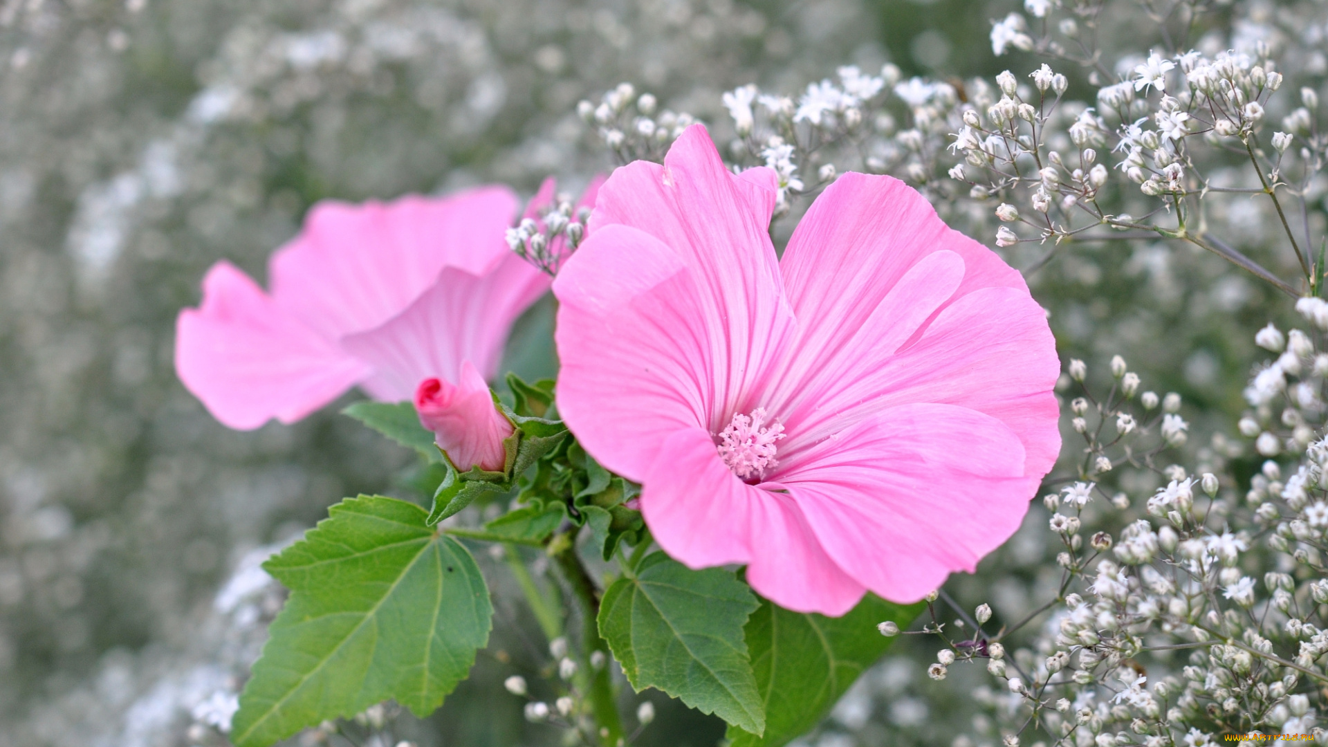 цветы, лаватера, розовая, мальва