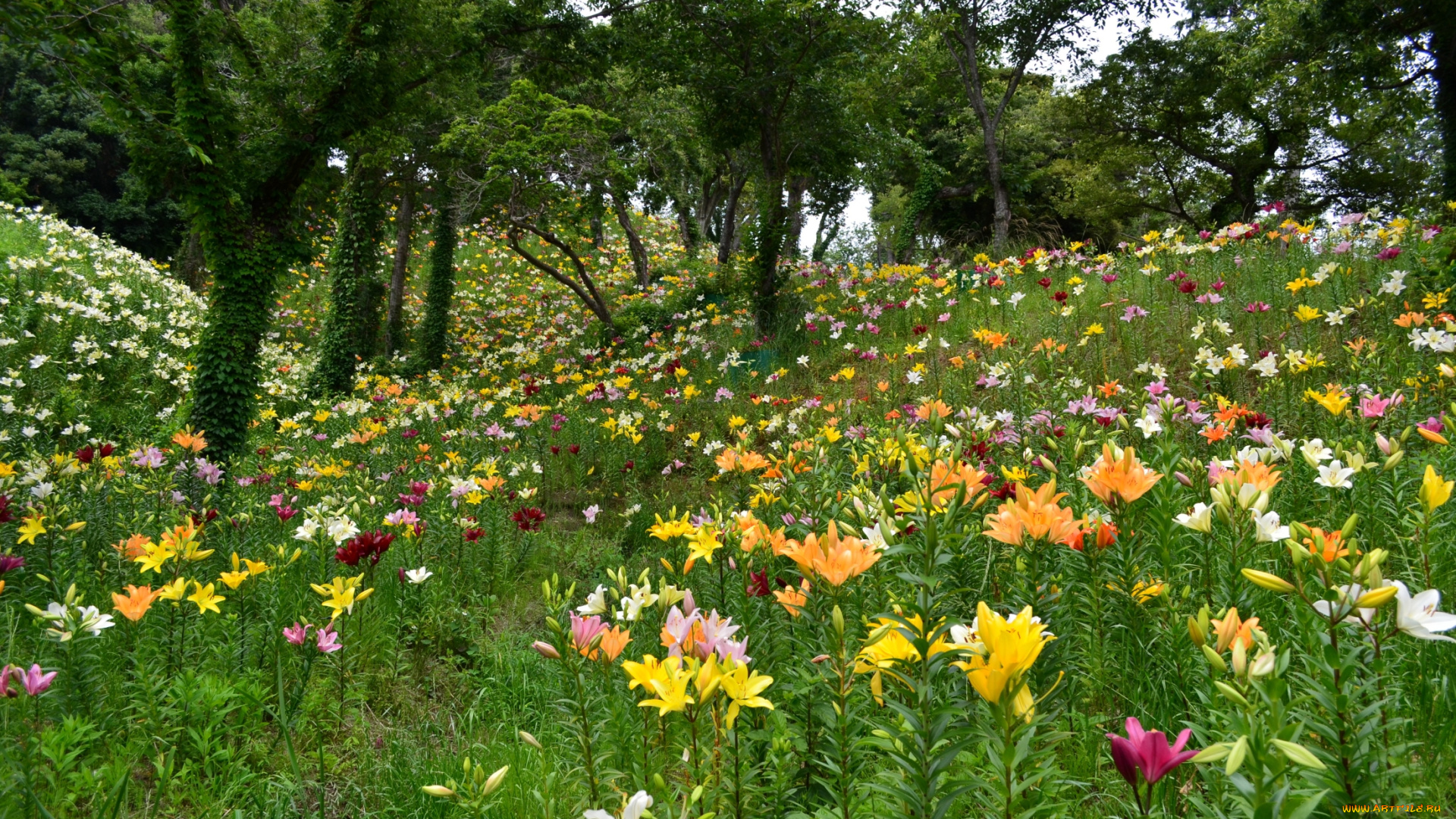 цветы, лилии, , лилейники, деревья, поляна