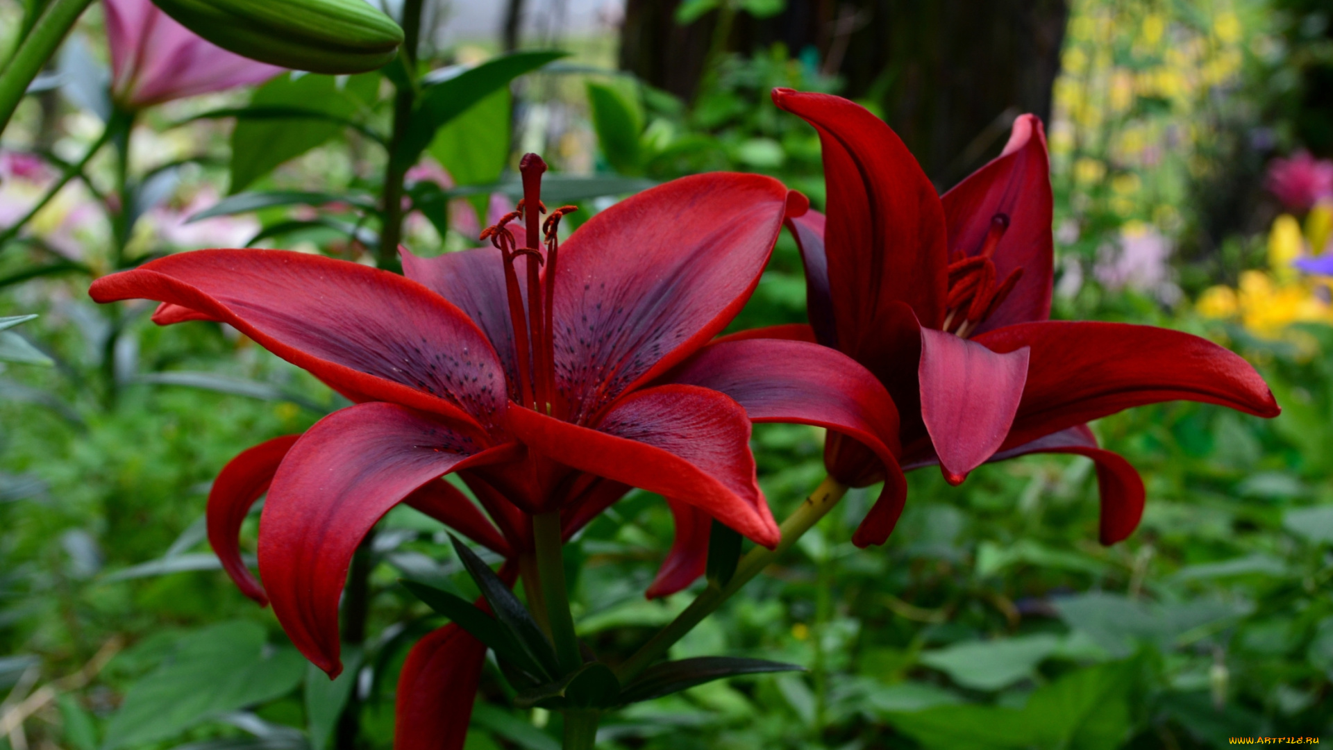 цветы, лилии, , лилейники, красивые