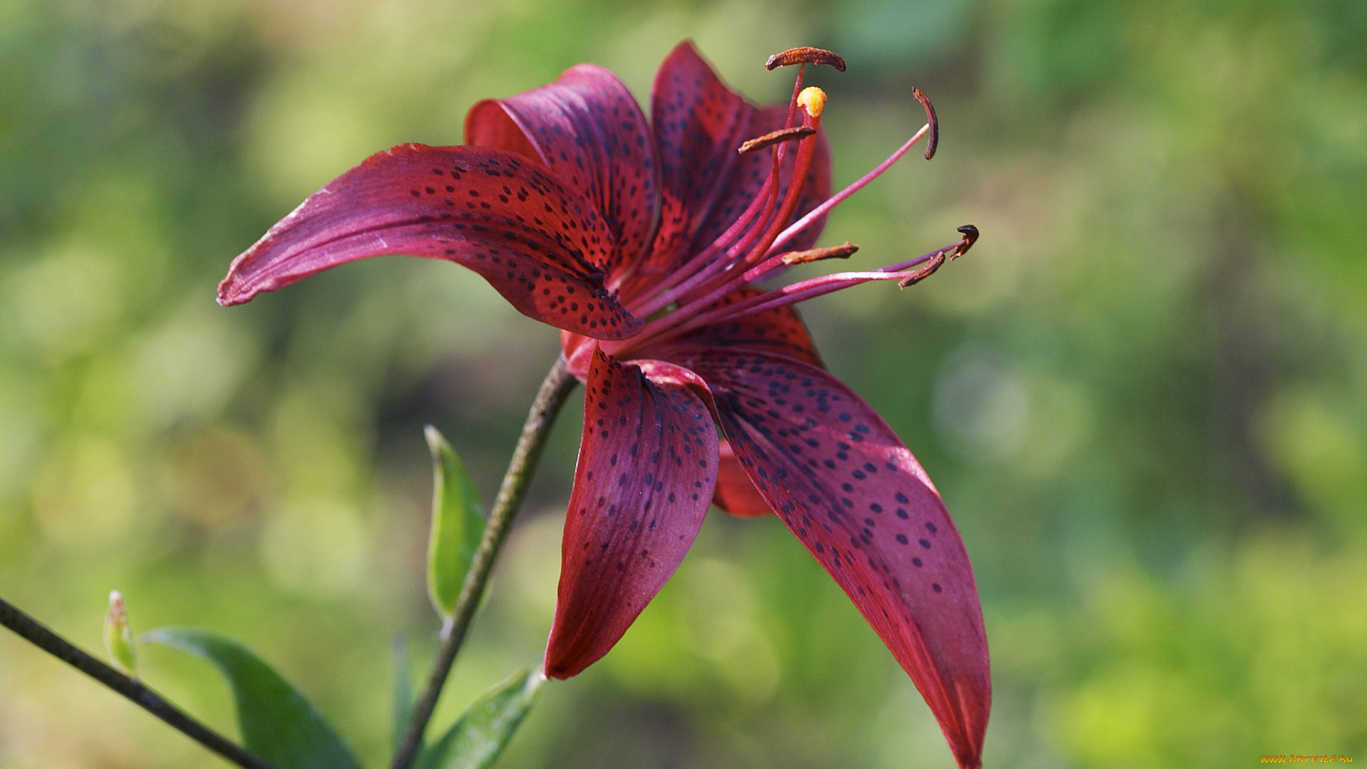 цветы, лилии, , лилейники, лилия, вишневая