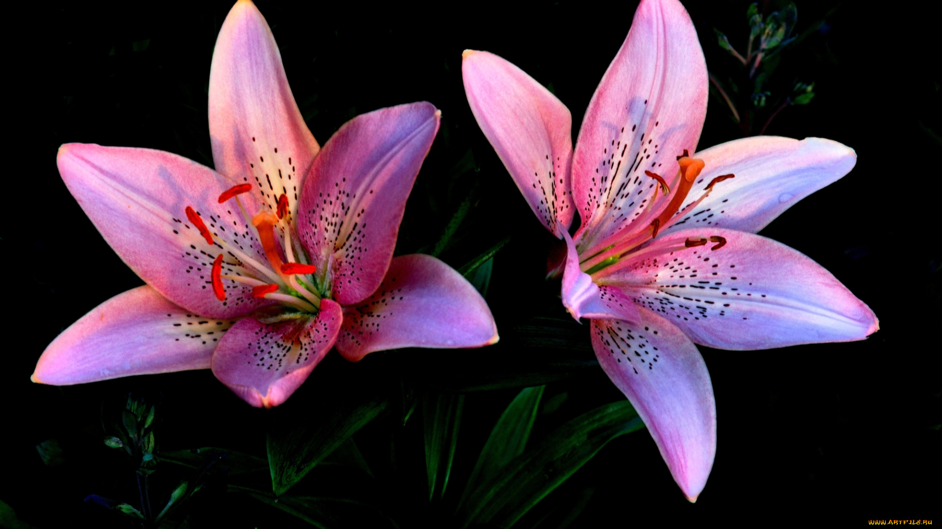 цветы, лилии, , лилейники, розовые