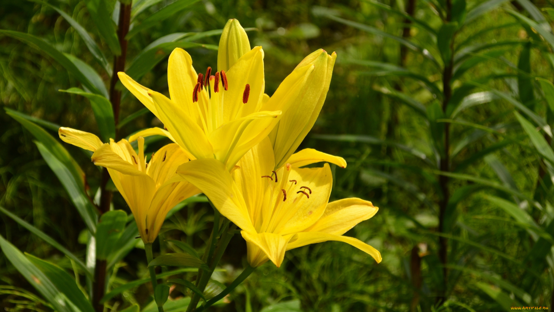 цветы, лилии, , лилейники, желтые