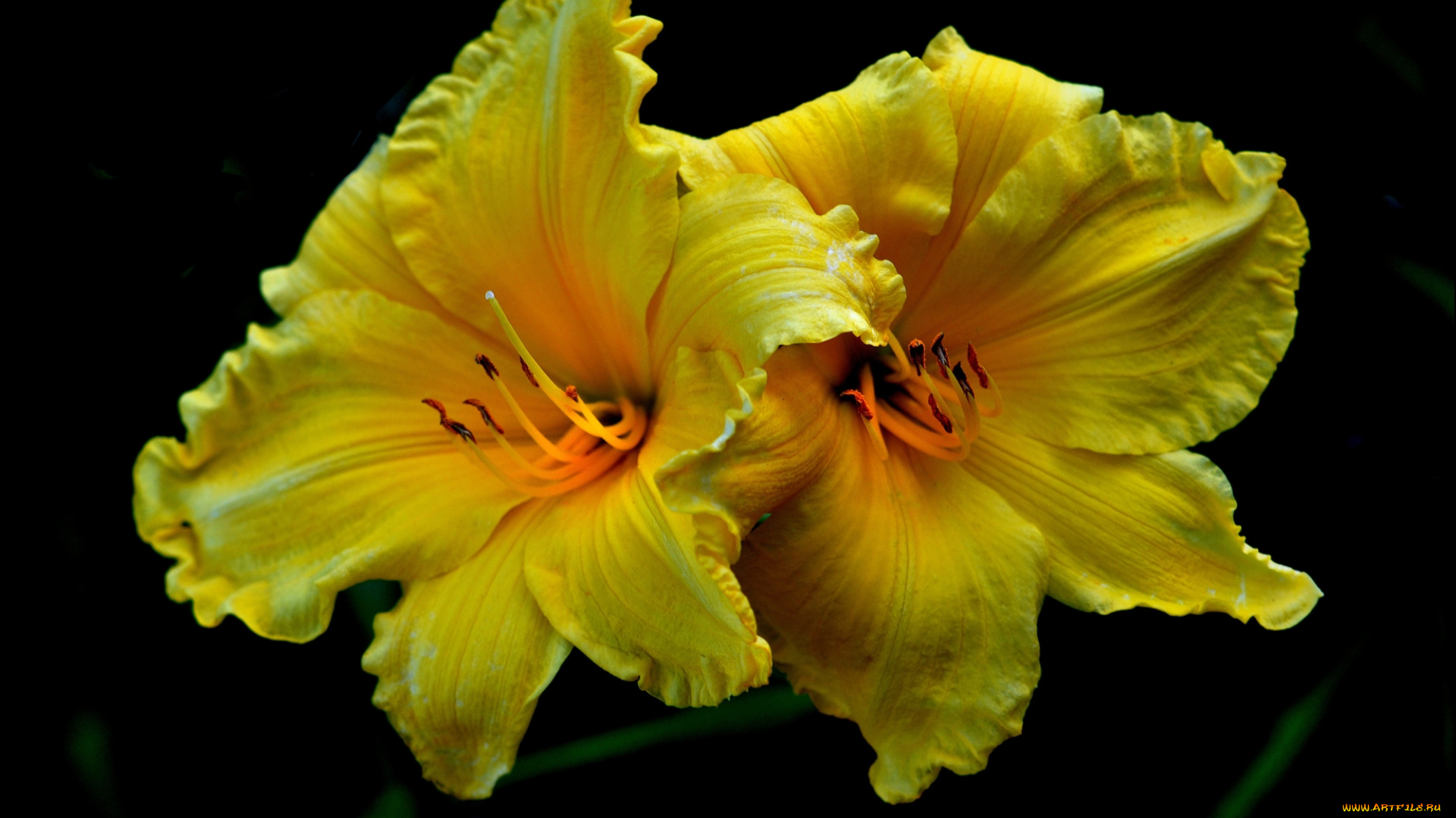 цветы, лилии, , лилейники, желтые