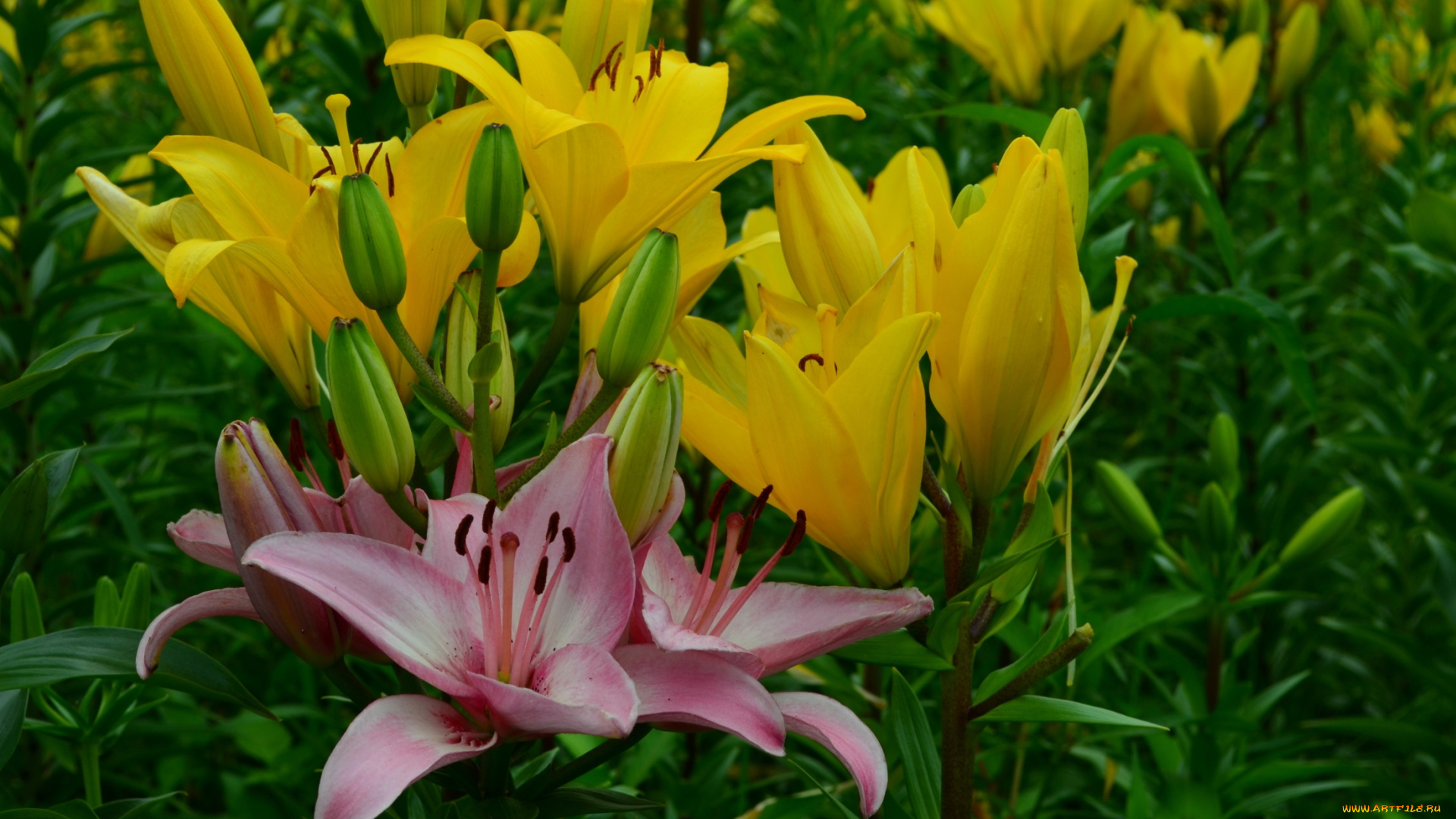 цветы, лилии, , лилейники, желтые, розовые